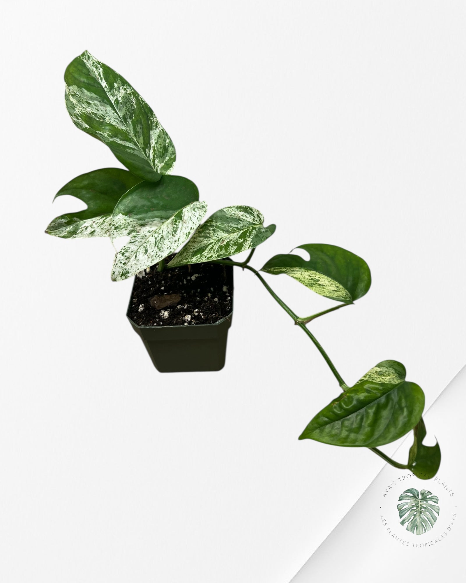 Marbre Epipremnum Pinnatum - E4