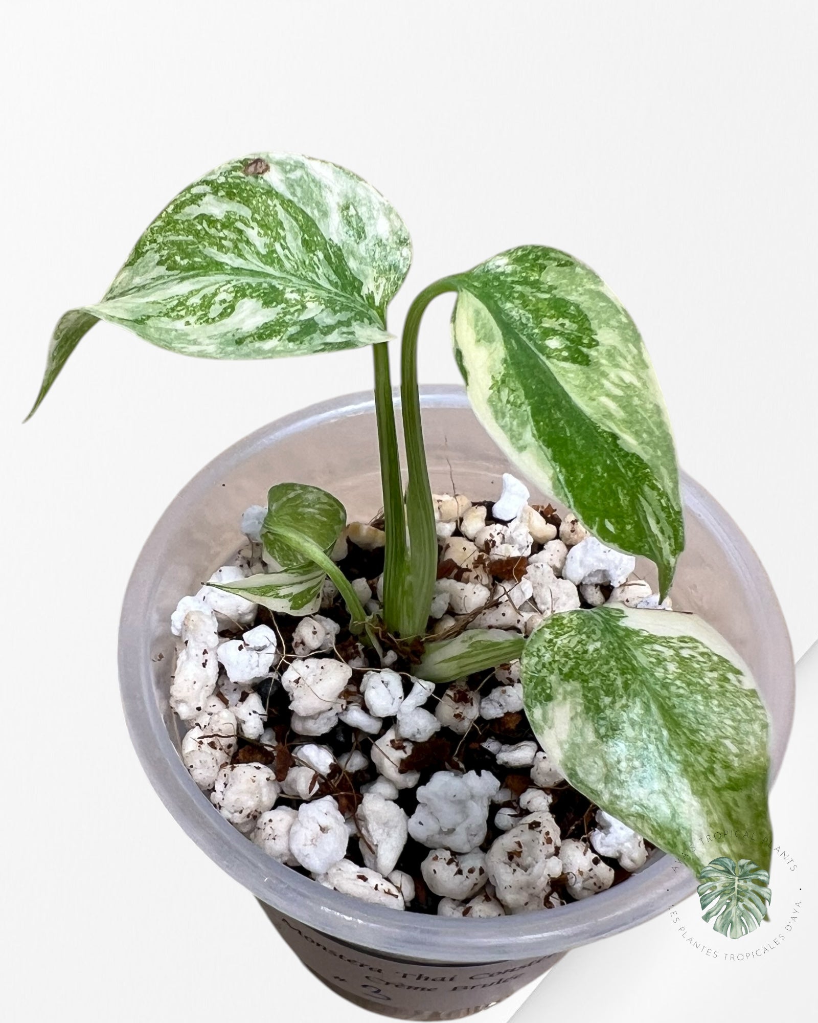 Monstera Thai Constellation Crème Brulée| Rare TC Plant | Aya's Tropical Plants