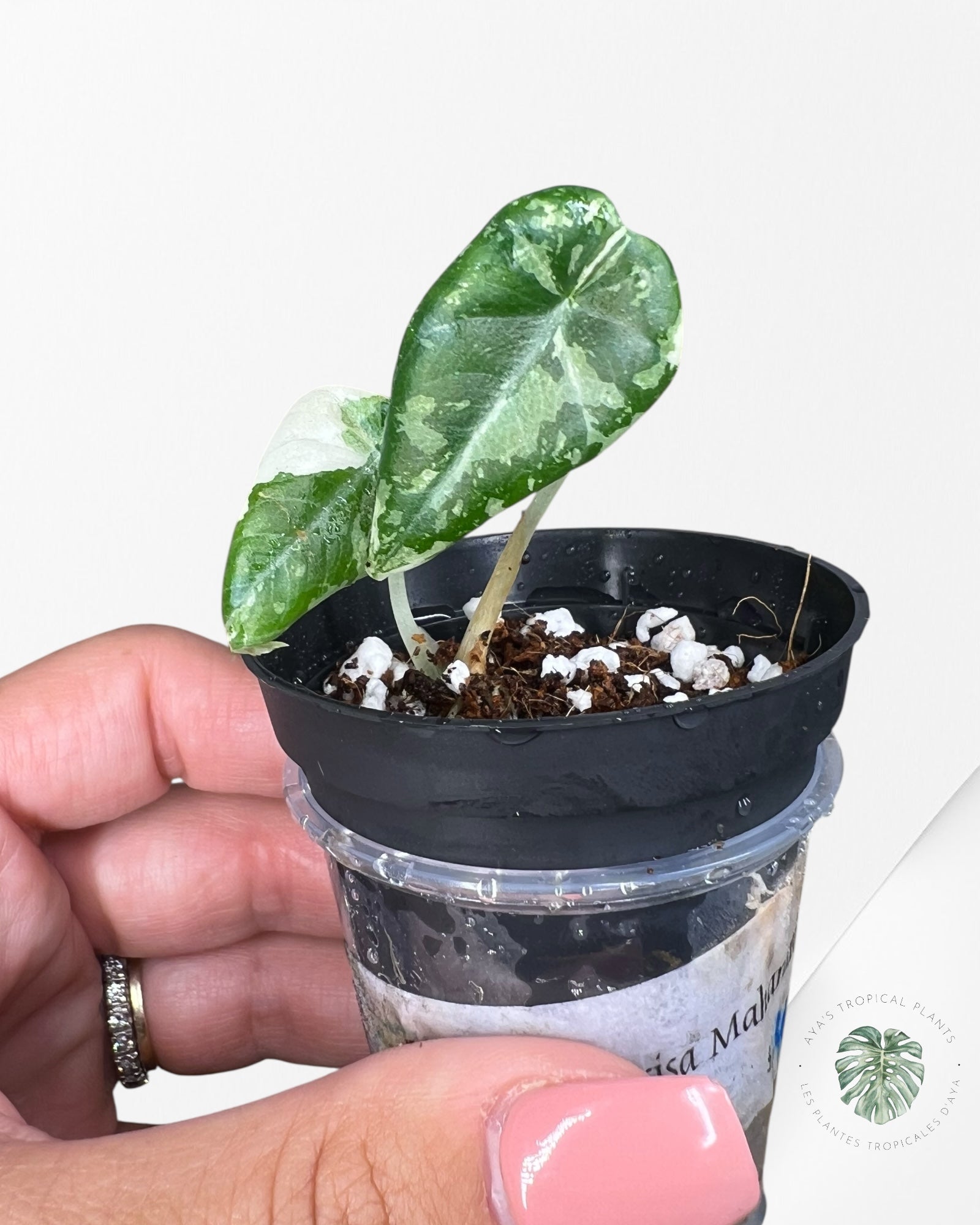Alocasia Maharani Variegated - TC5