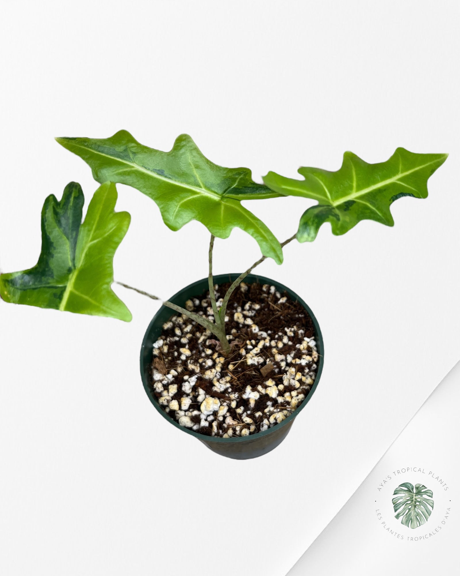 Alocasia Portei Variagated -JU03