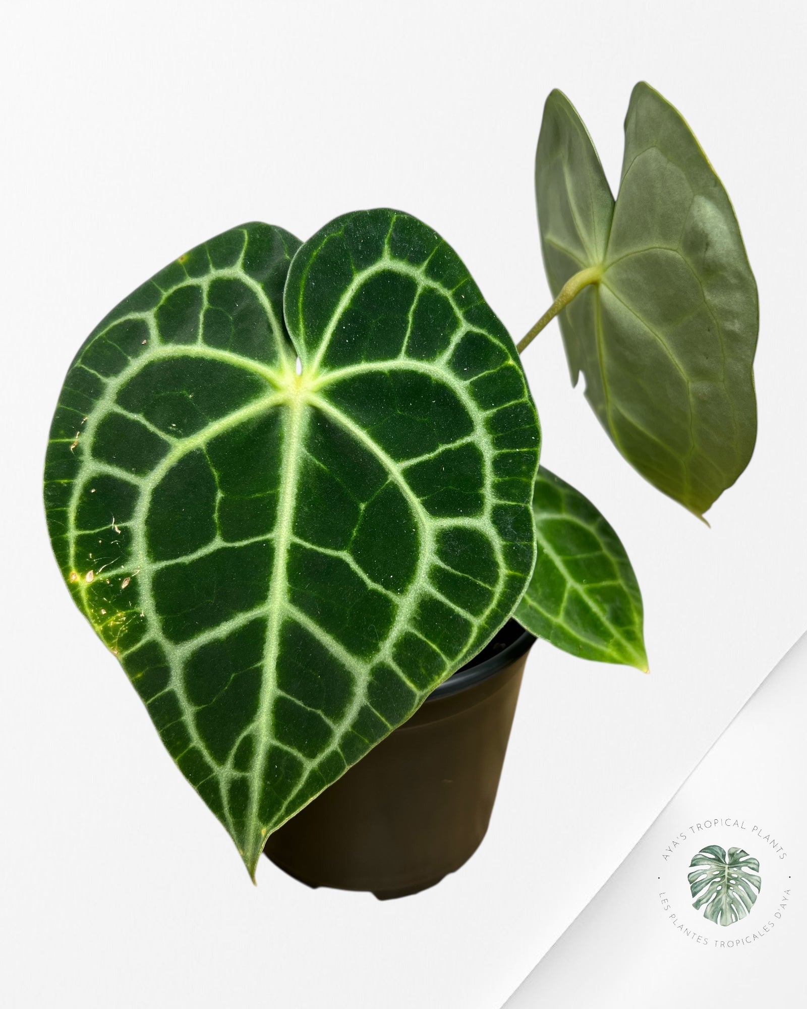 Anthurium Clarinervium KING - 93