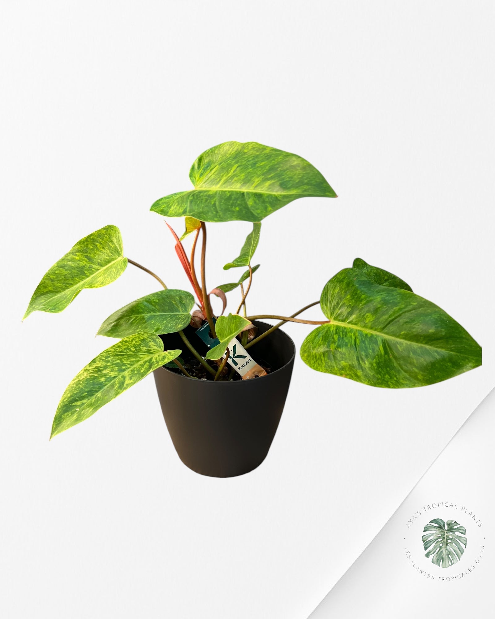 Plant pot (cache pot) 20cm black mate