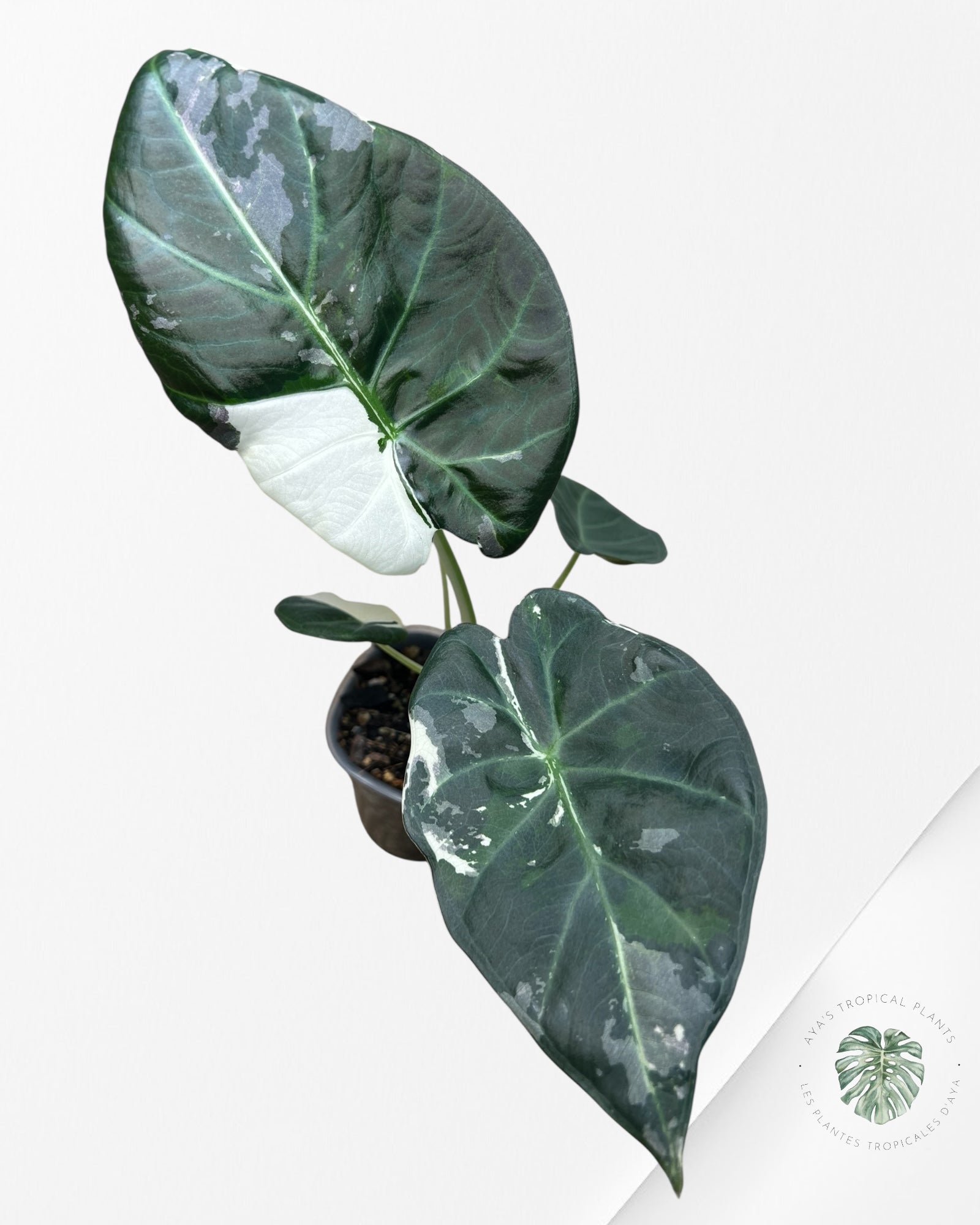 Alocasia Regal Shield Albo