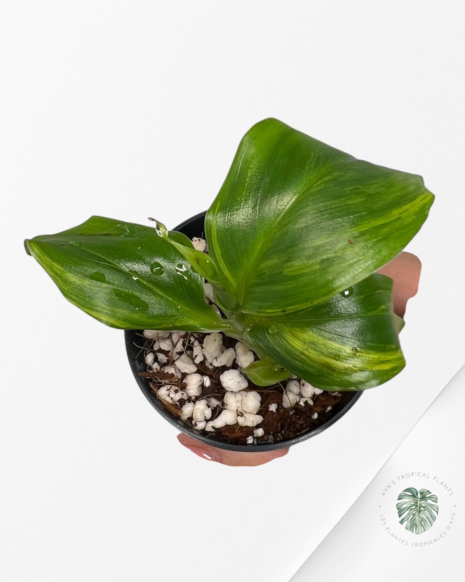Banana Tree (Aurea) Variegated - TC1