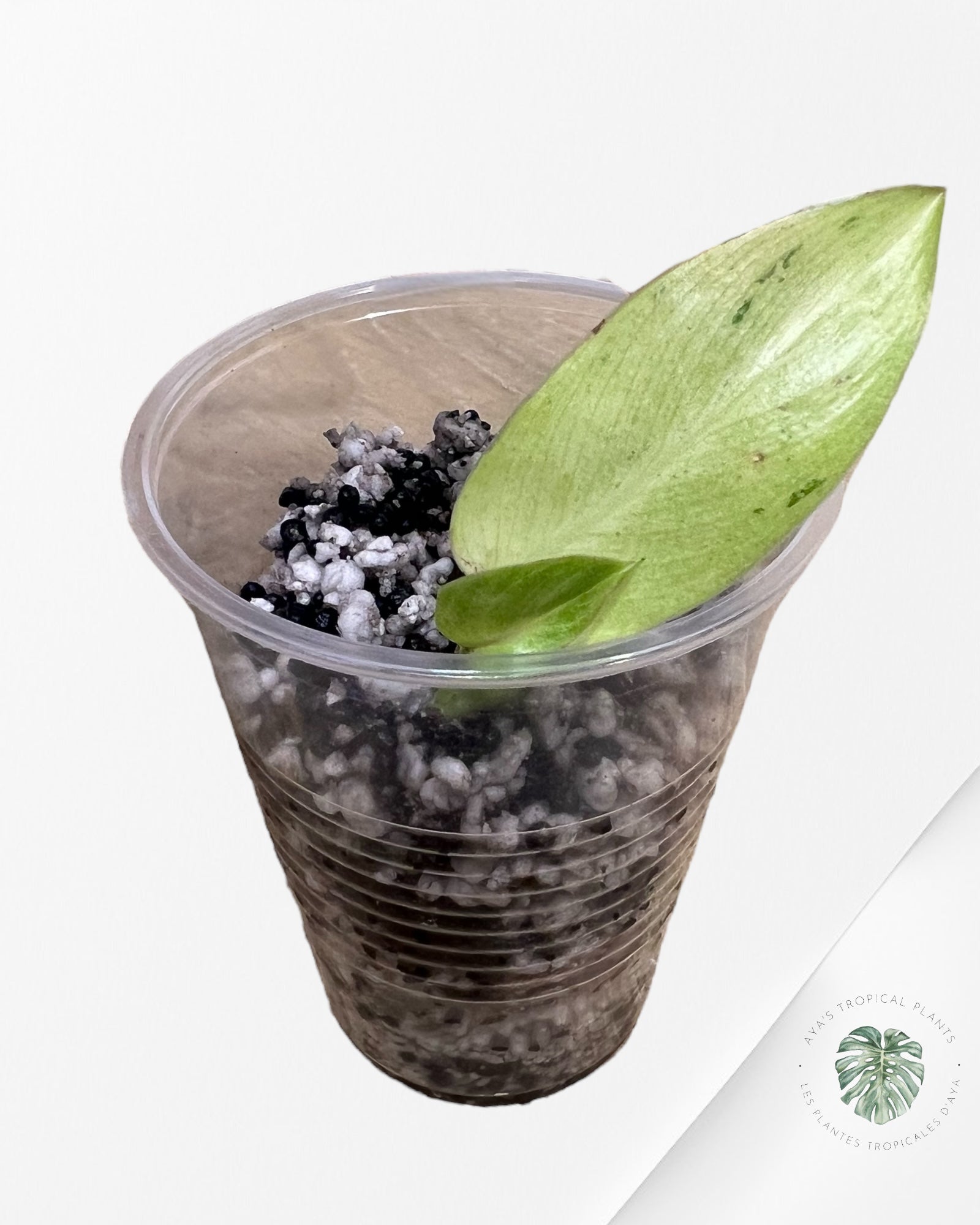 Philodendron Temptation Panaché - B
