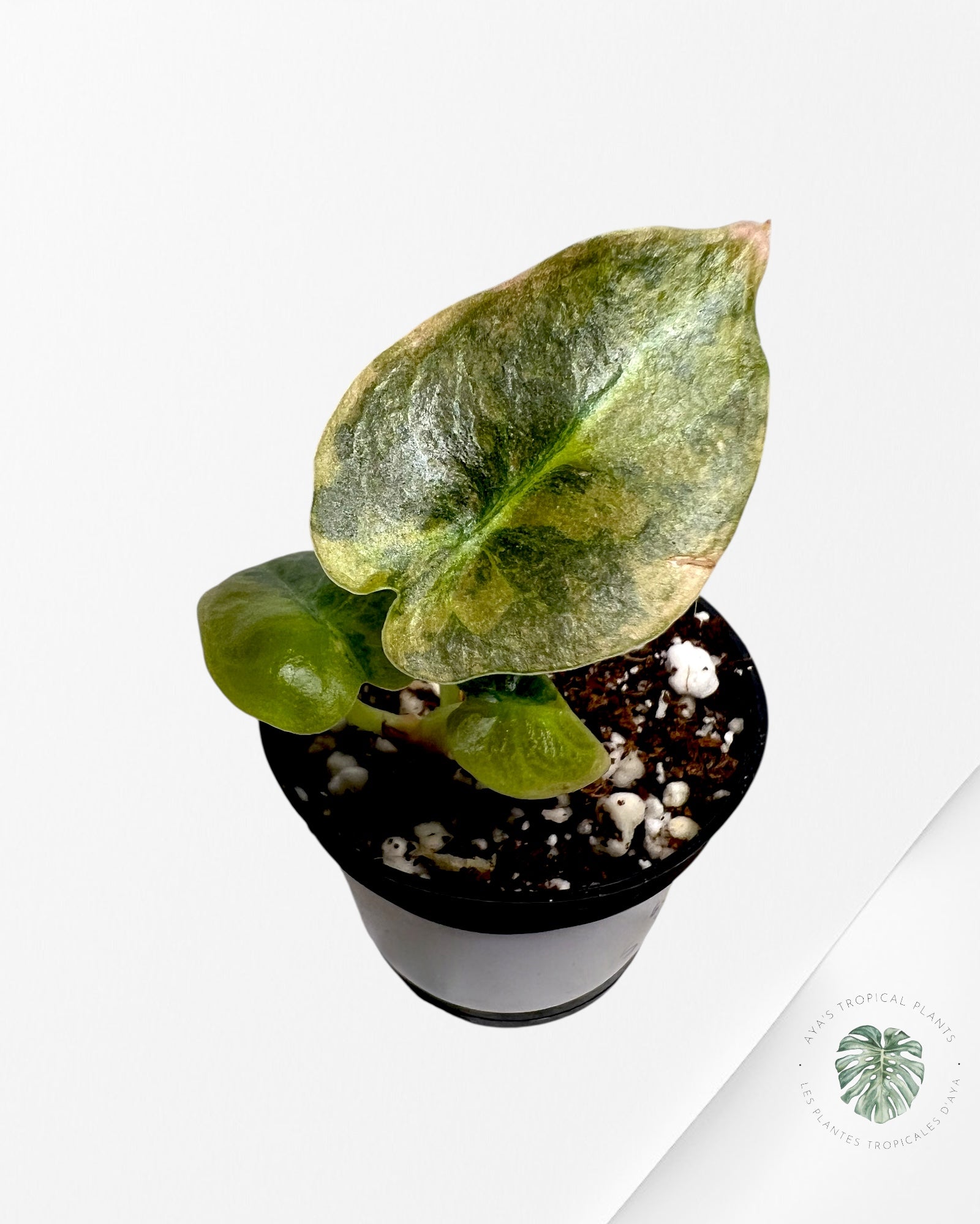 Alocasia Cuprea Panaché (Aurea) - TC5