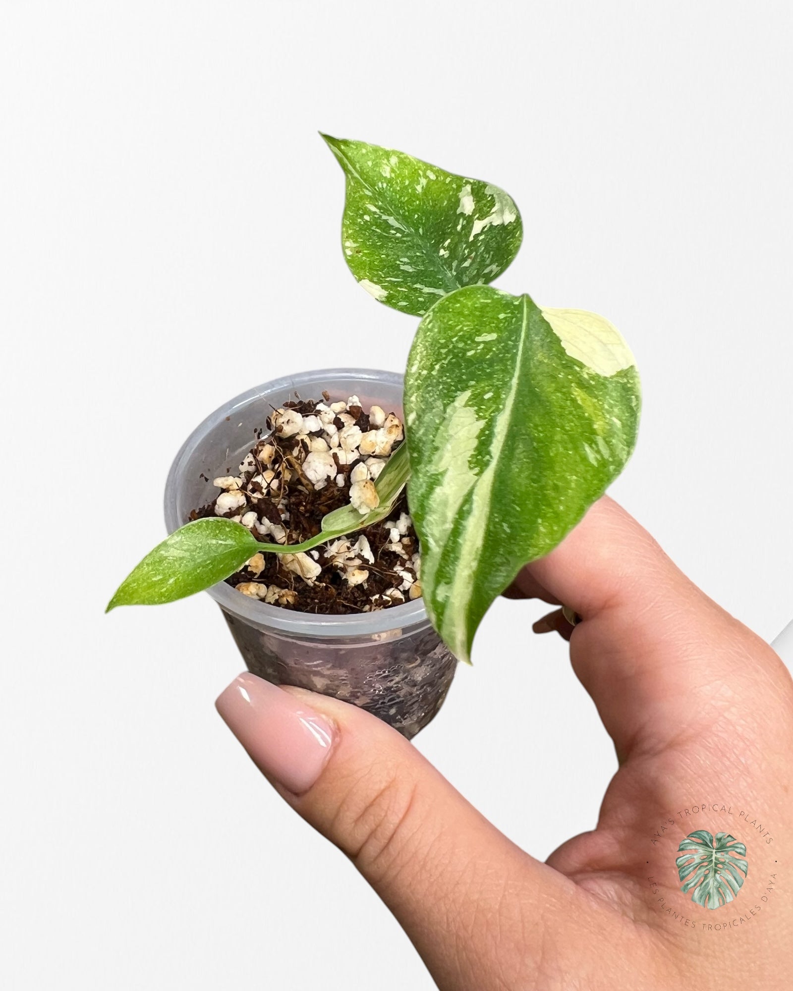 Monstera Thai Constellation Crème Brulée| Rare TC Plant | Aya's Tropical Plants