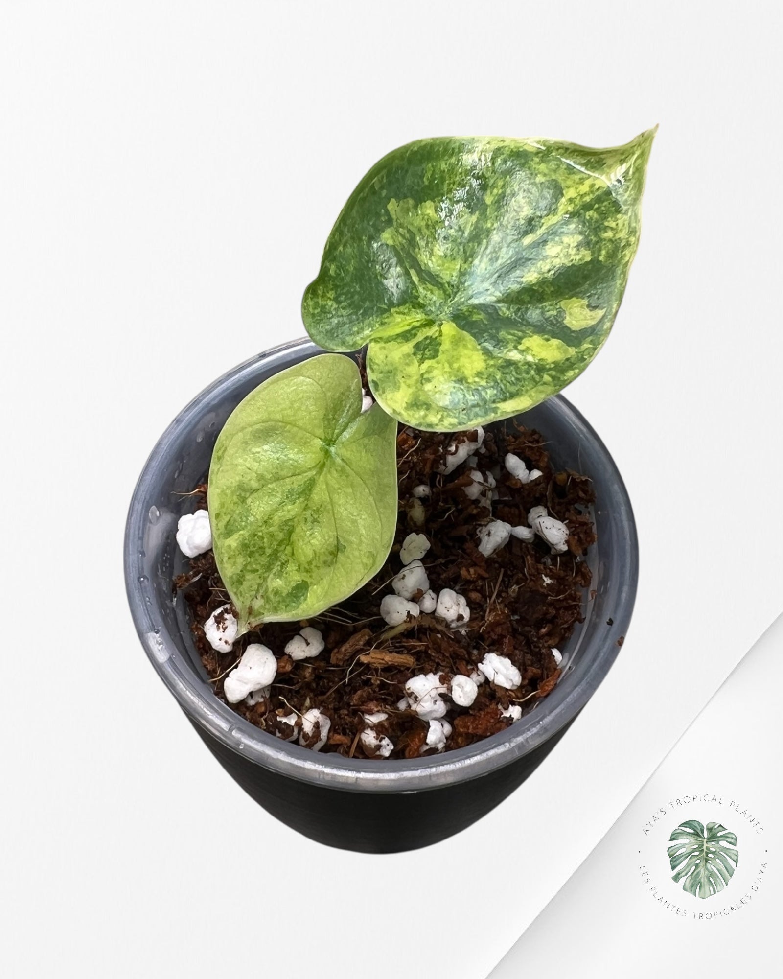 Alocasia Silver Dragon Aurea Variegated