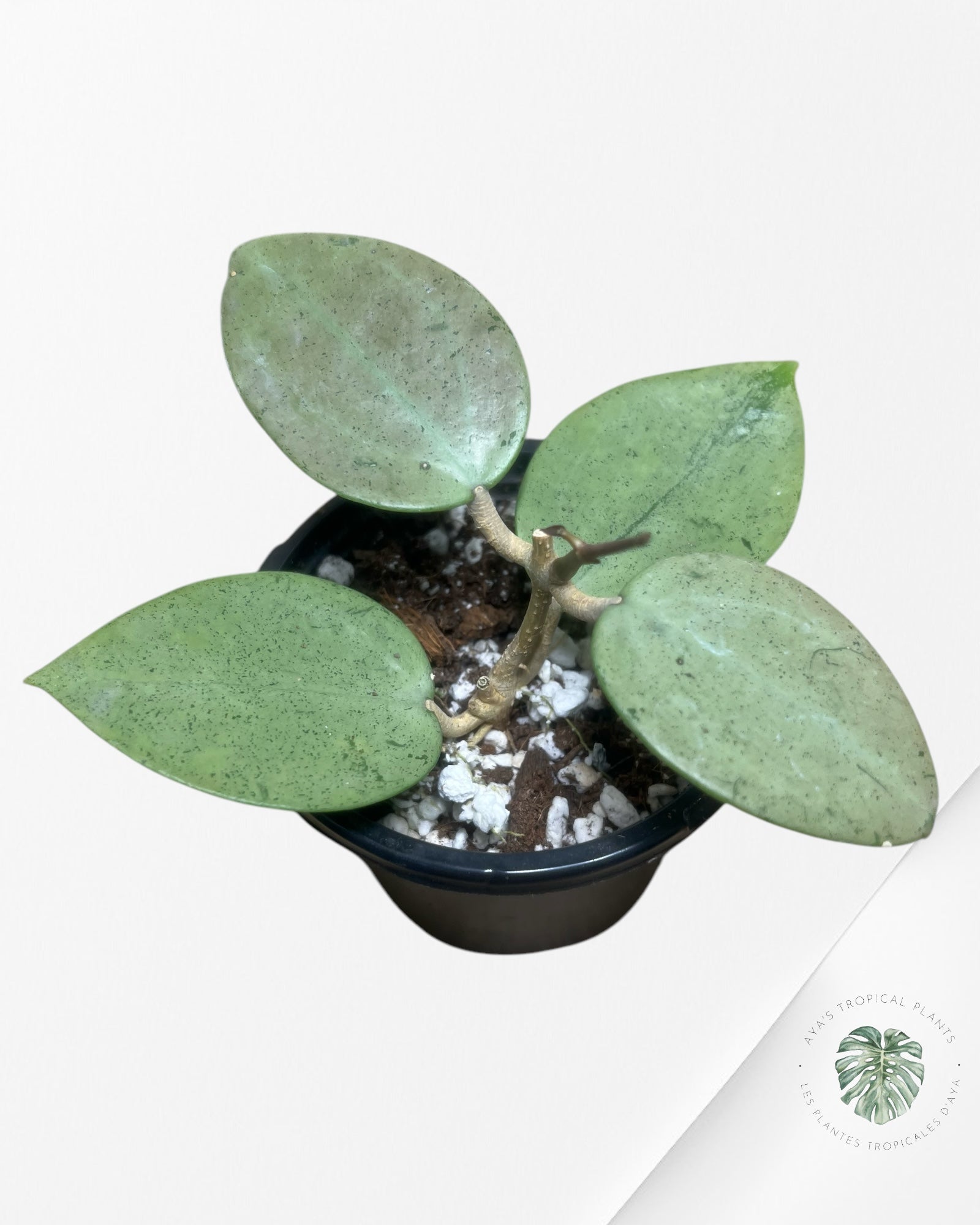 Hoya verticillata 'Silver Heart' - T4