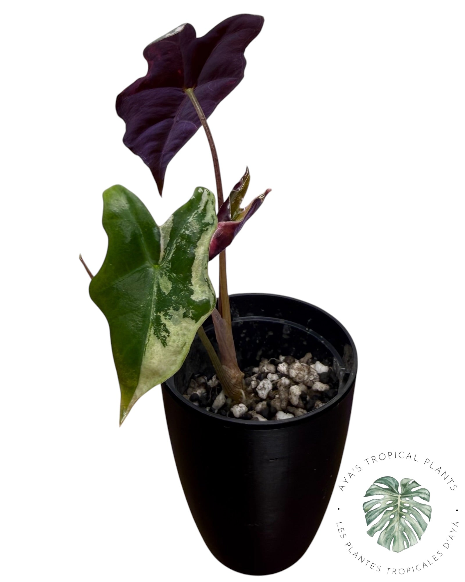 Alocasia Nobilis Pink Variegated