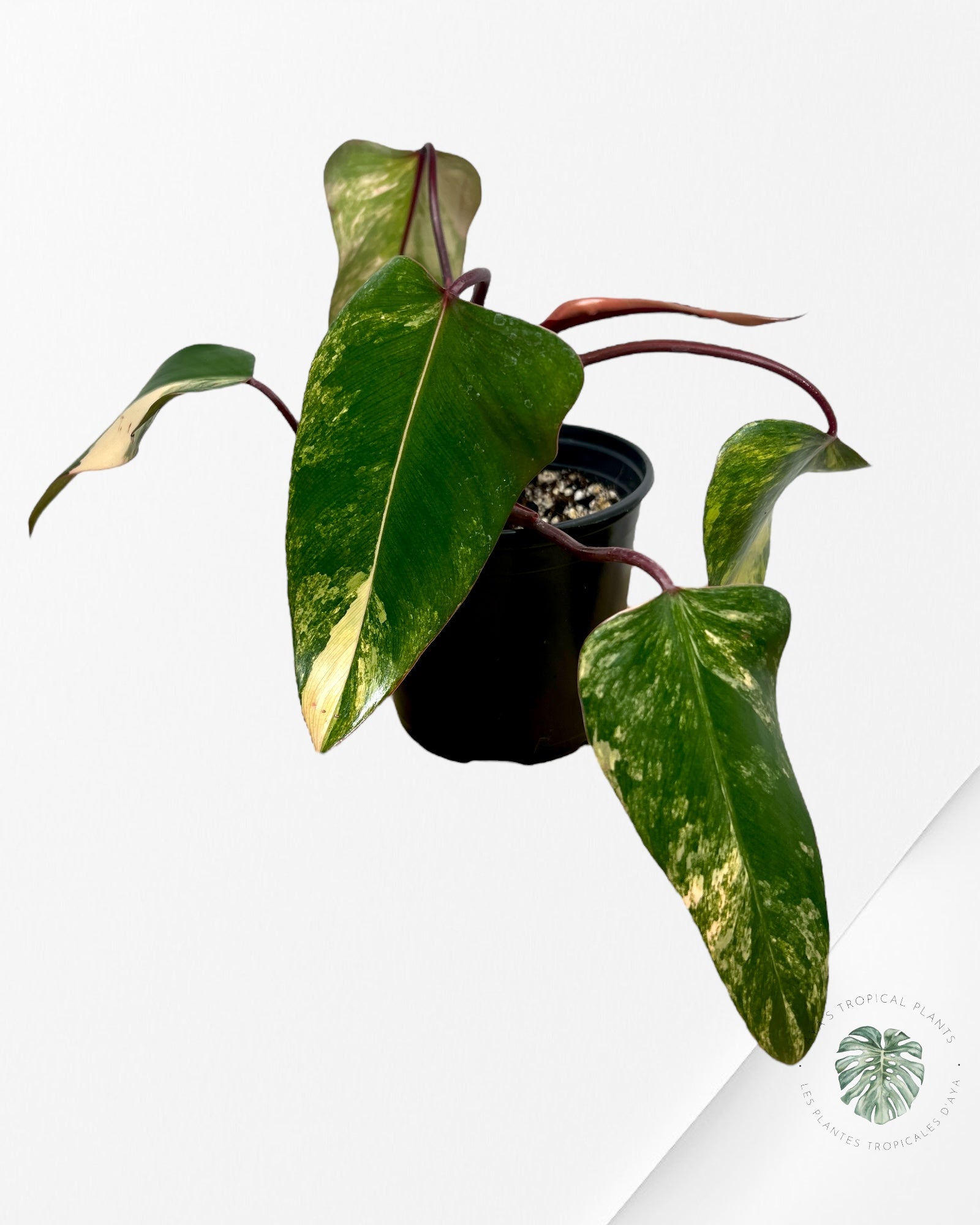 Philodendron Strawberry Shake - M1
