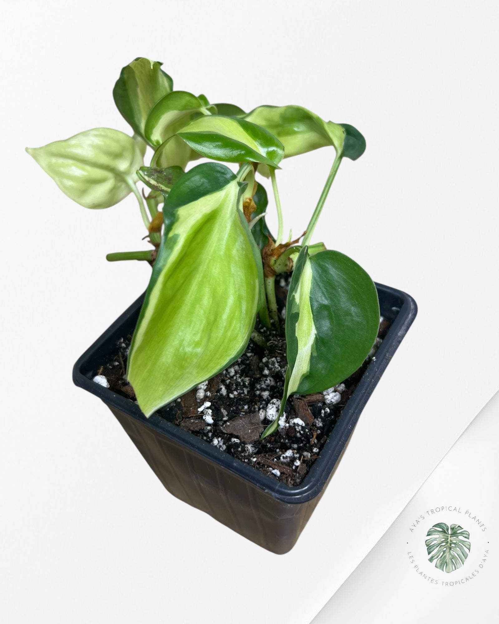 Philodendron hederaceum 'Cream Splash' - F2