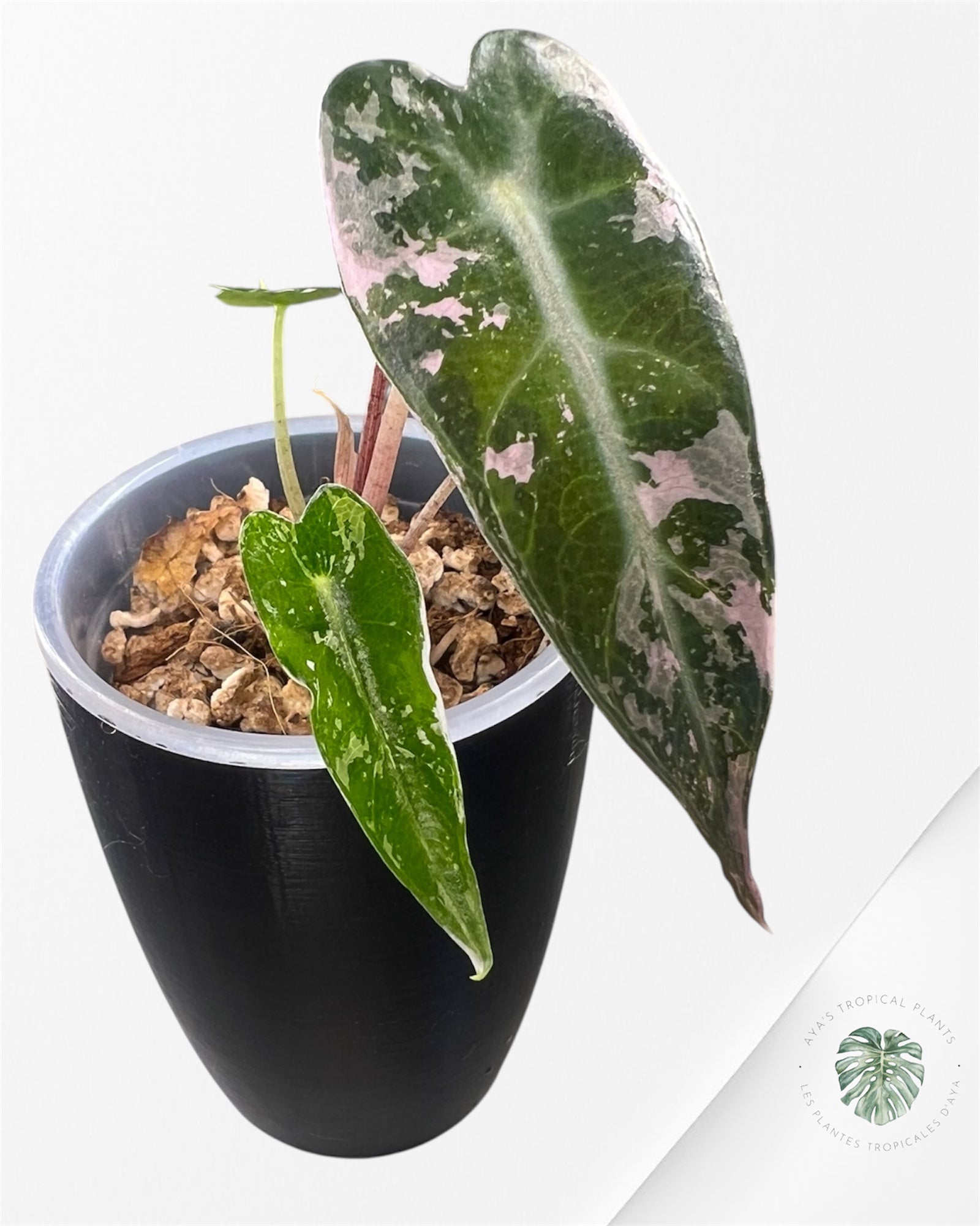 Alocasia Bambino Pink Variegated