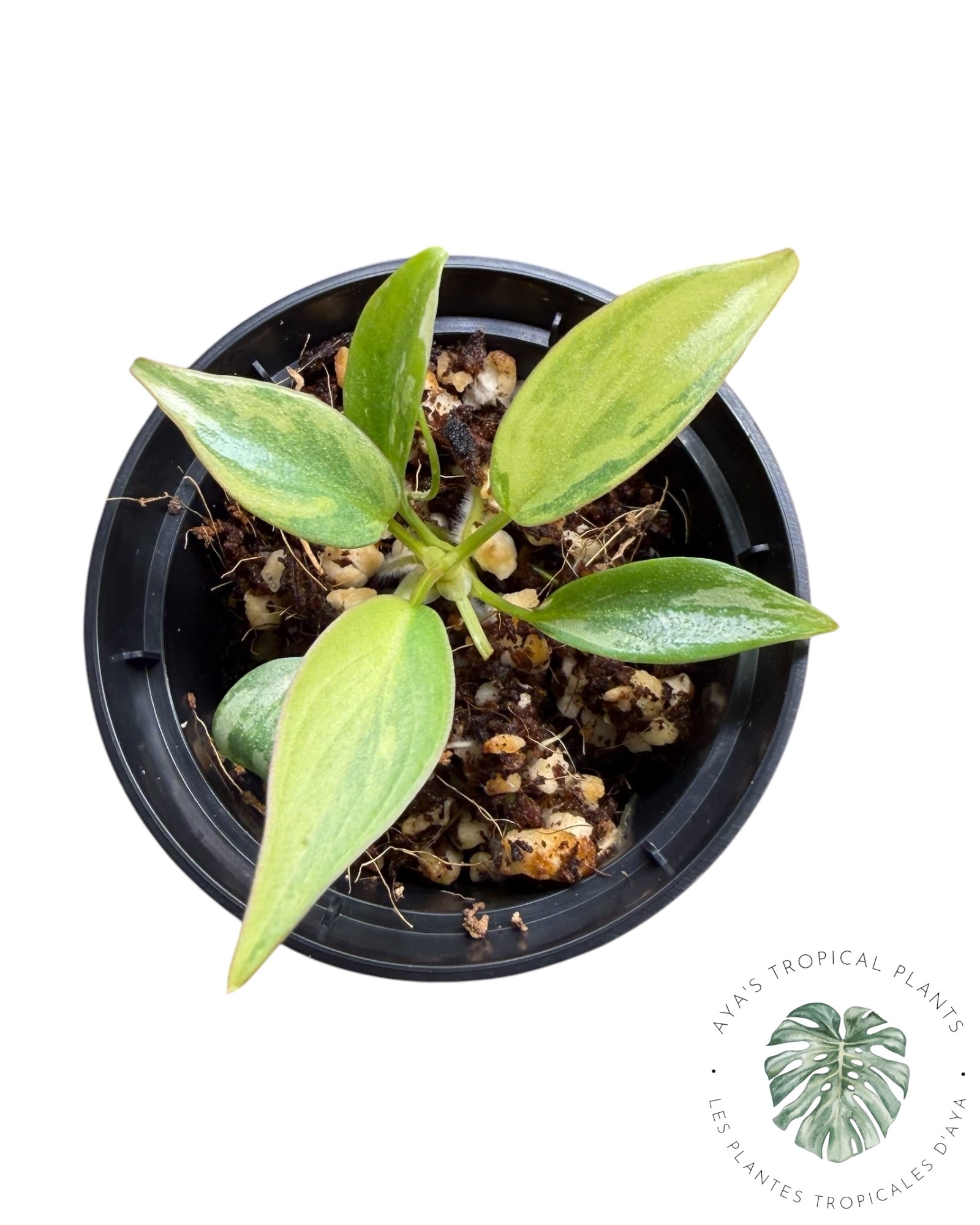 Philodendron Atabapoense Pink Variegated