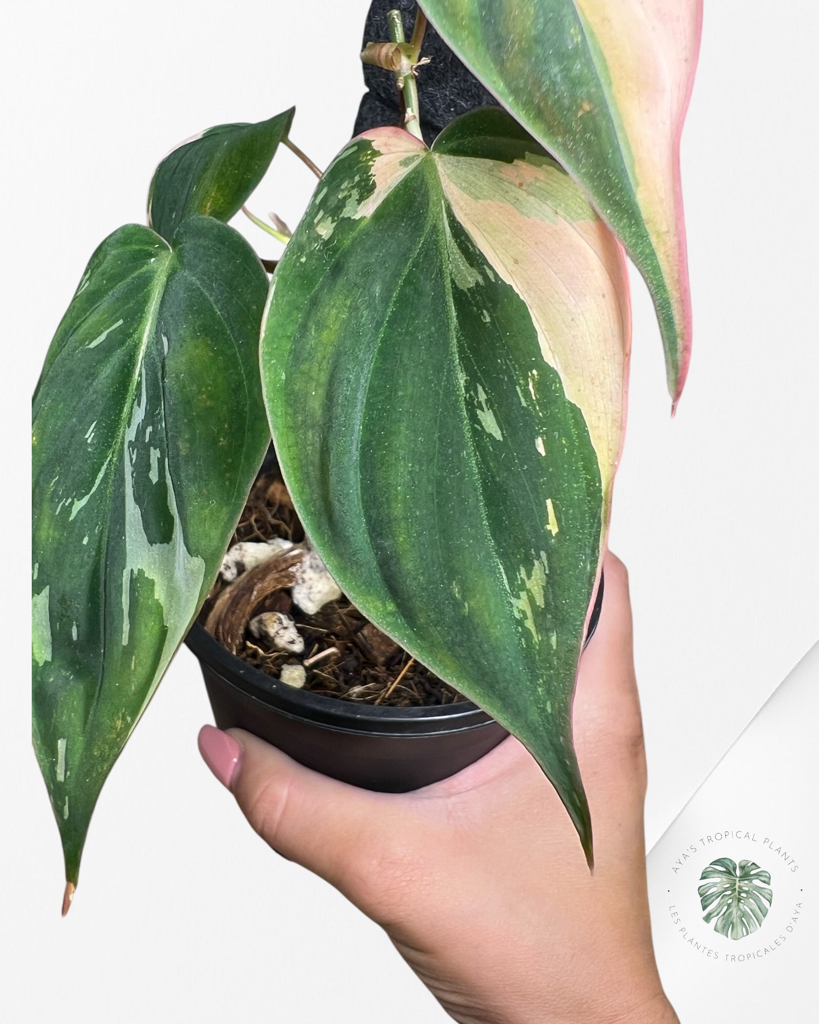 Philodendron Pink Micans variegated - F1