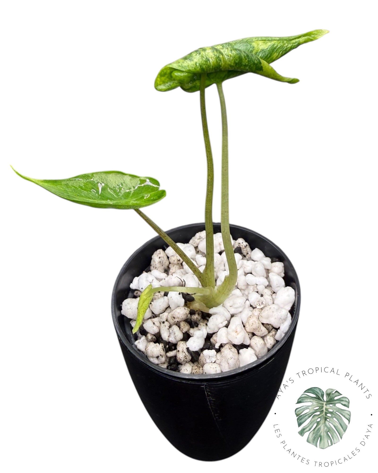 Alocasia Macrorrhizos ‘Shock Treatment’ Variegated