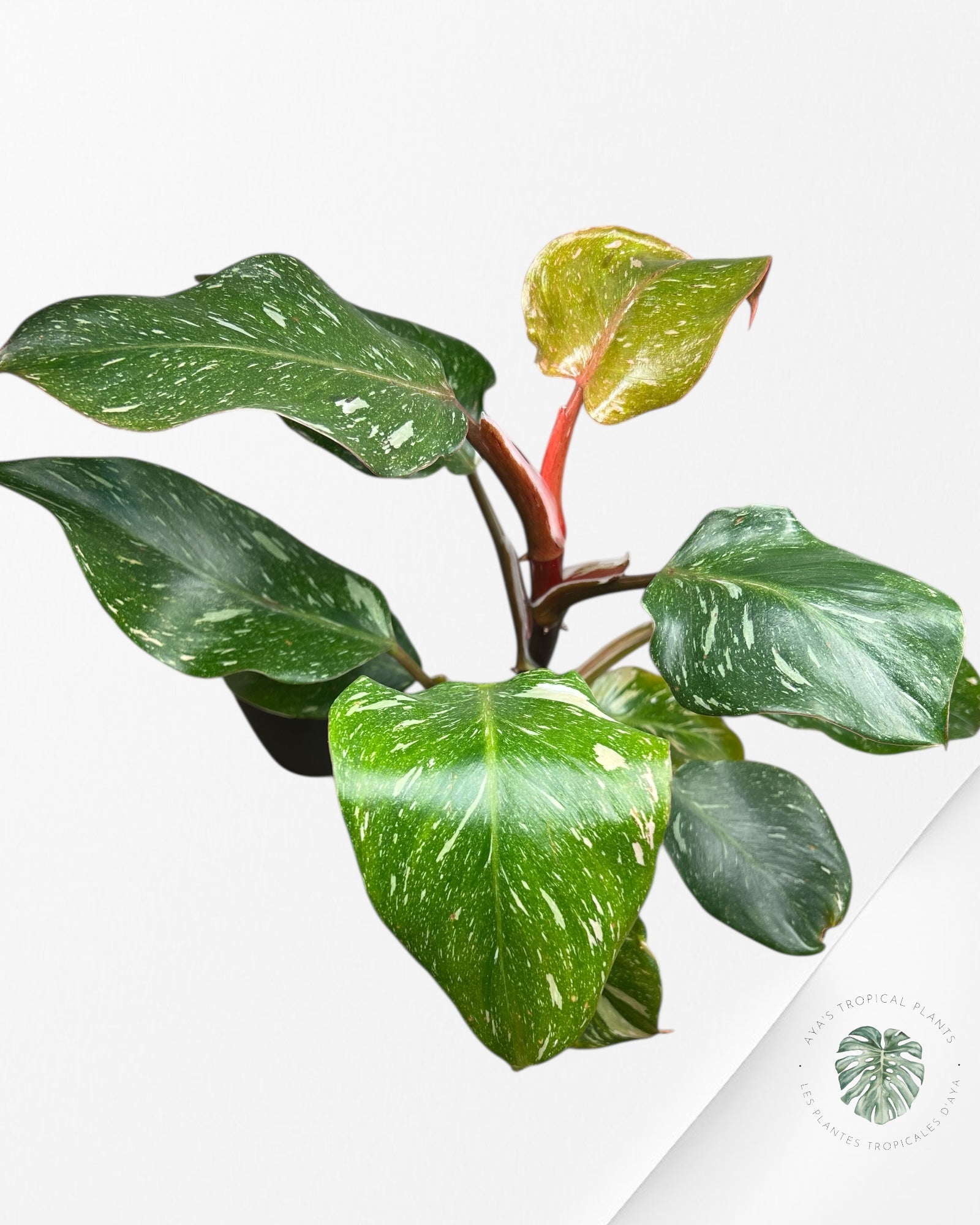 Philodendron « Chevalier Blanc » Marble King - F5
