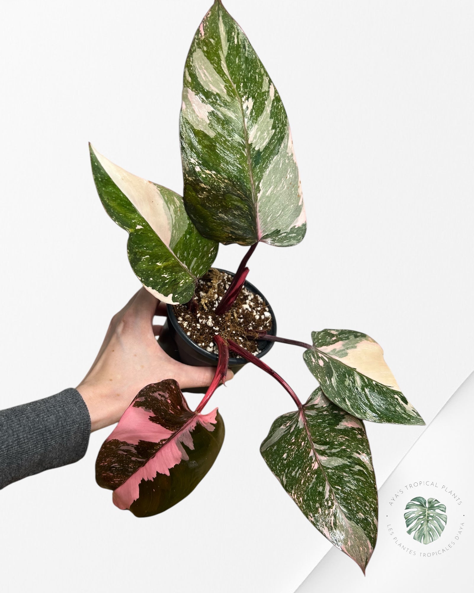 Philodendron Pink Galaxy - T2
