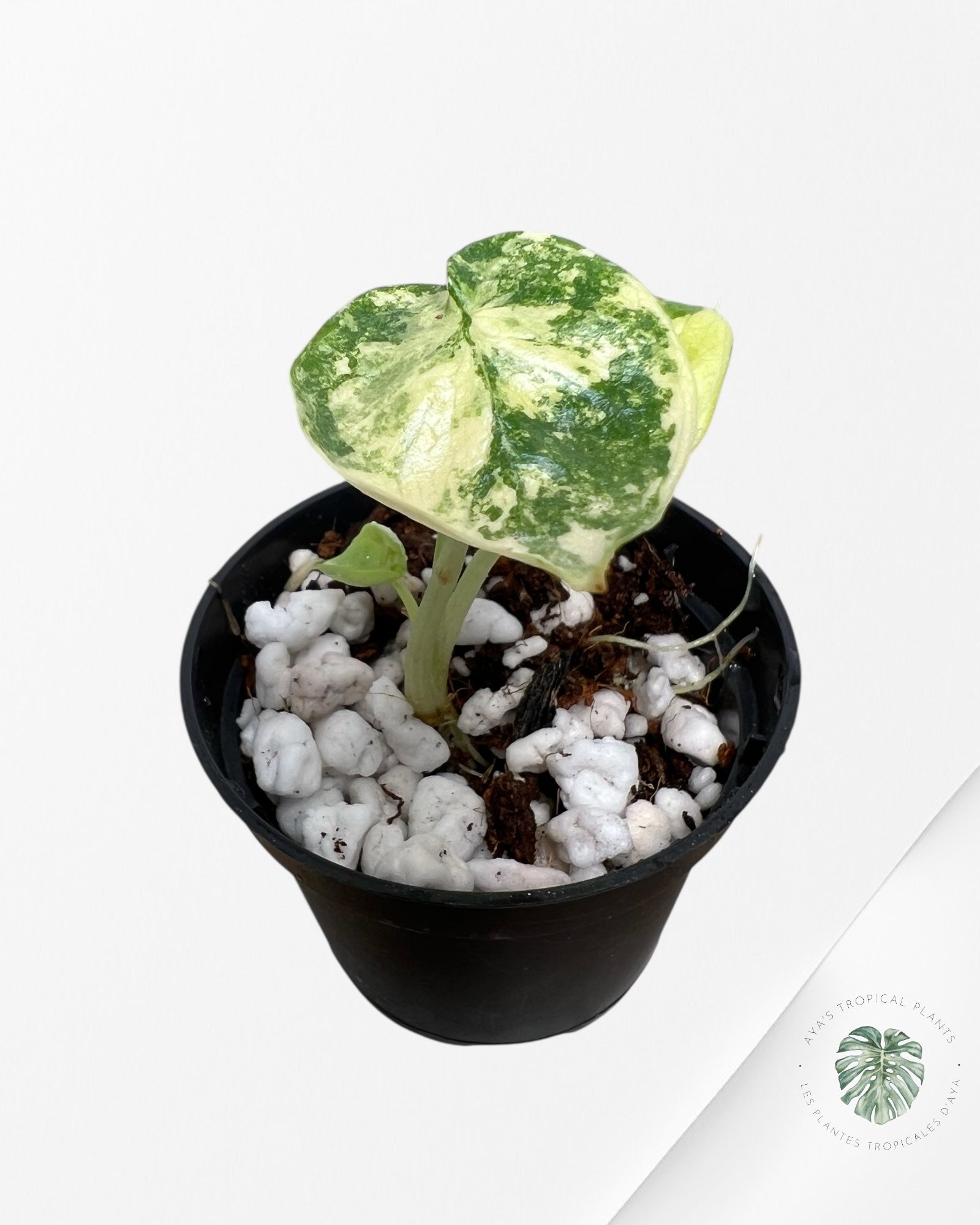 Alocasia Dragon Scale Variegated Aurea - 30