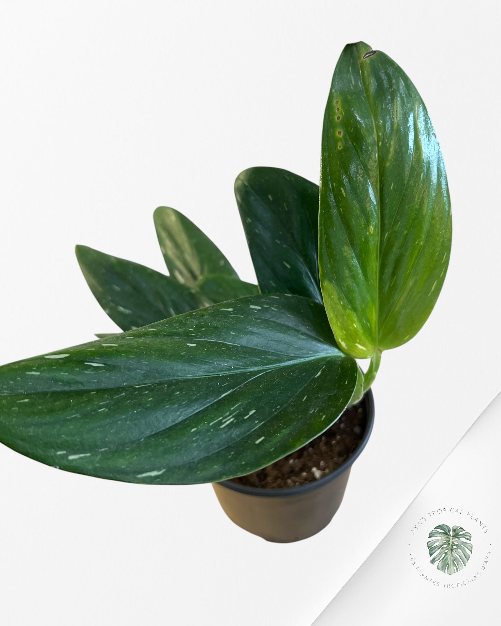 Monstera Standleyana Albo Panaché - PM02