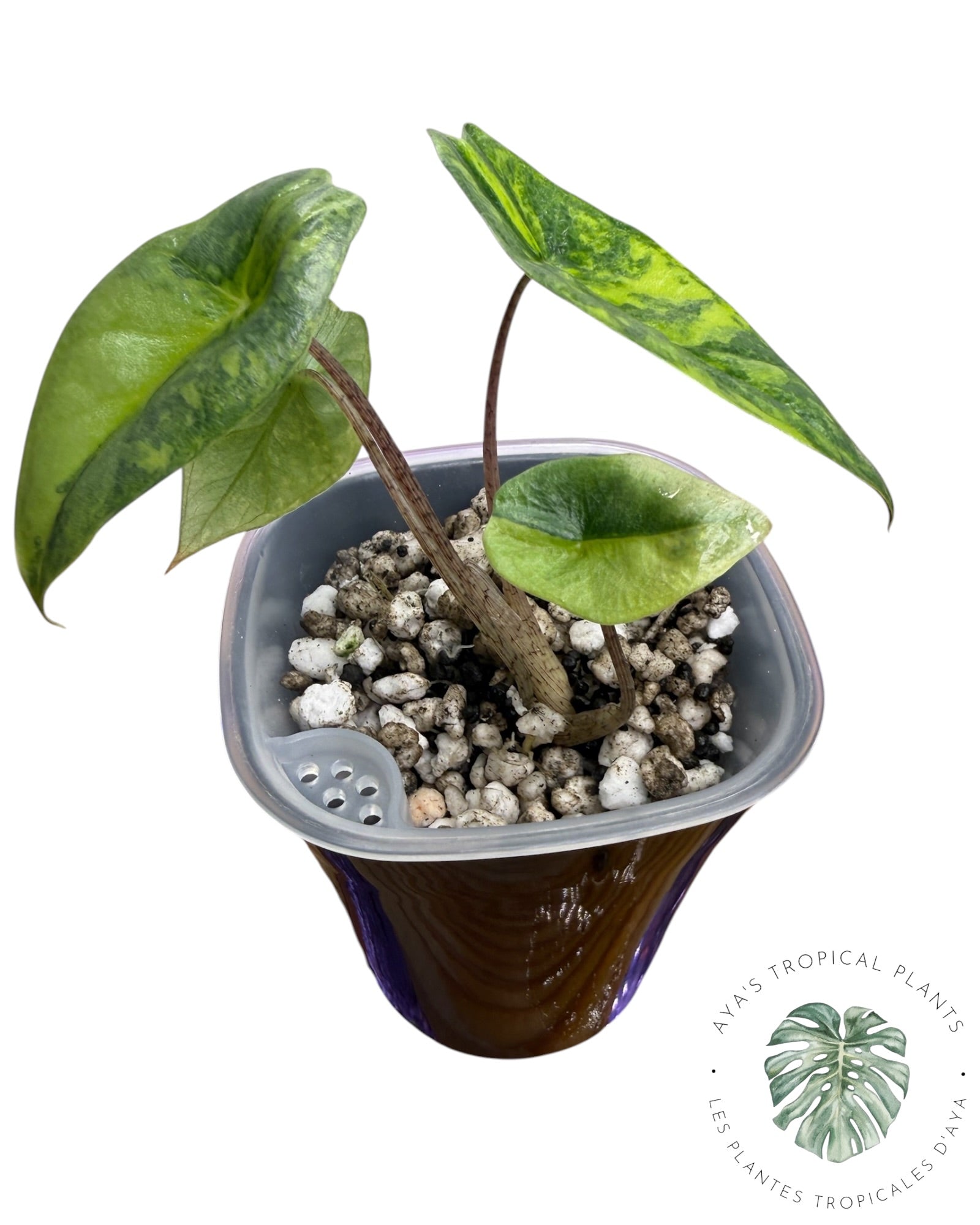 Alocasia Heterophylla Metallic Albo Aurea Variegated