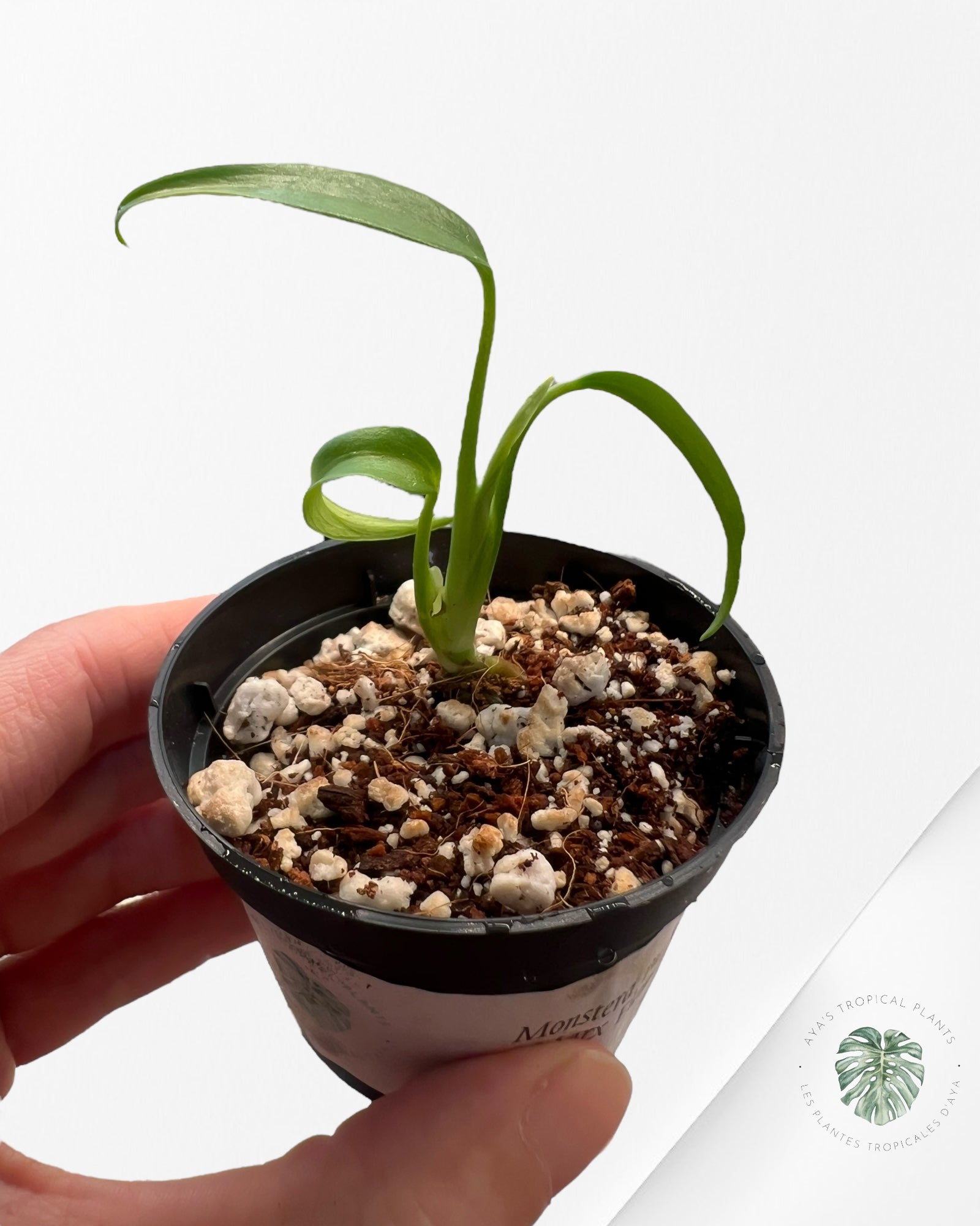 Monstera Burle Marx Flame - TC3