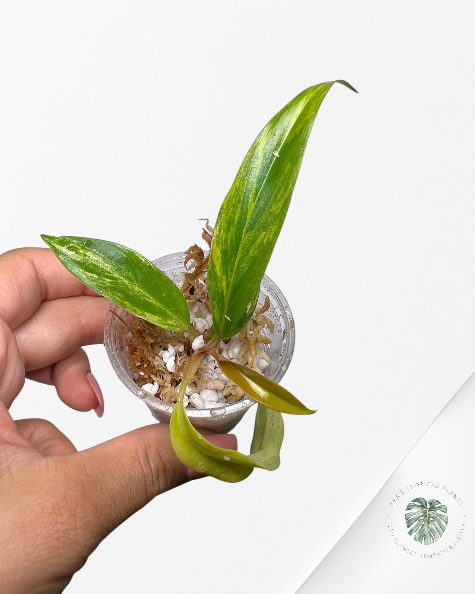 Philodendron Caramel Marble - TC5