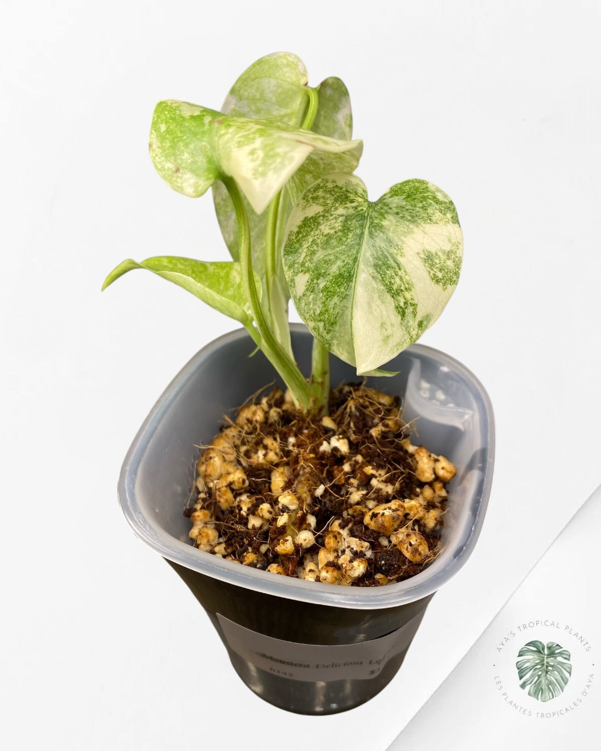 Monstera Deliciosa Legacy