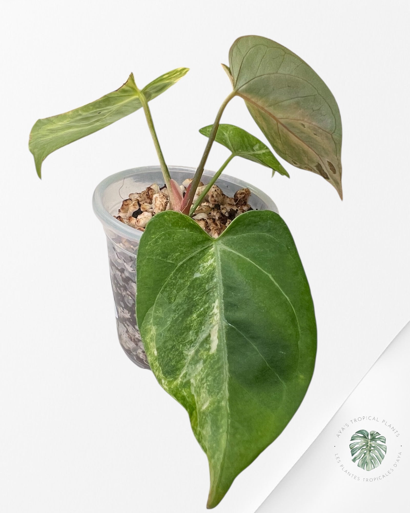 Anthurium Magna x Portillae *Hellboy* Panaché