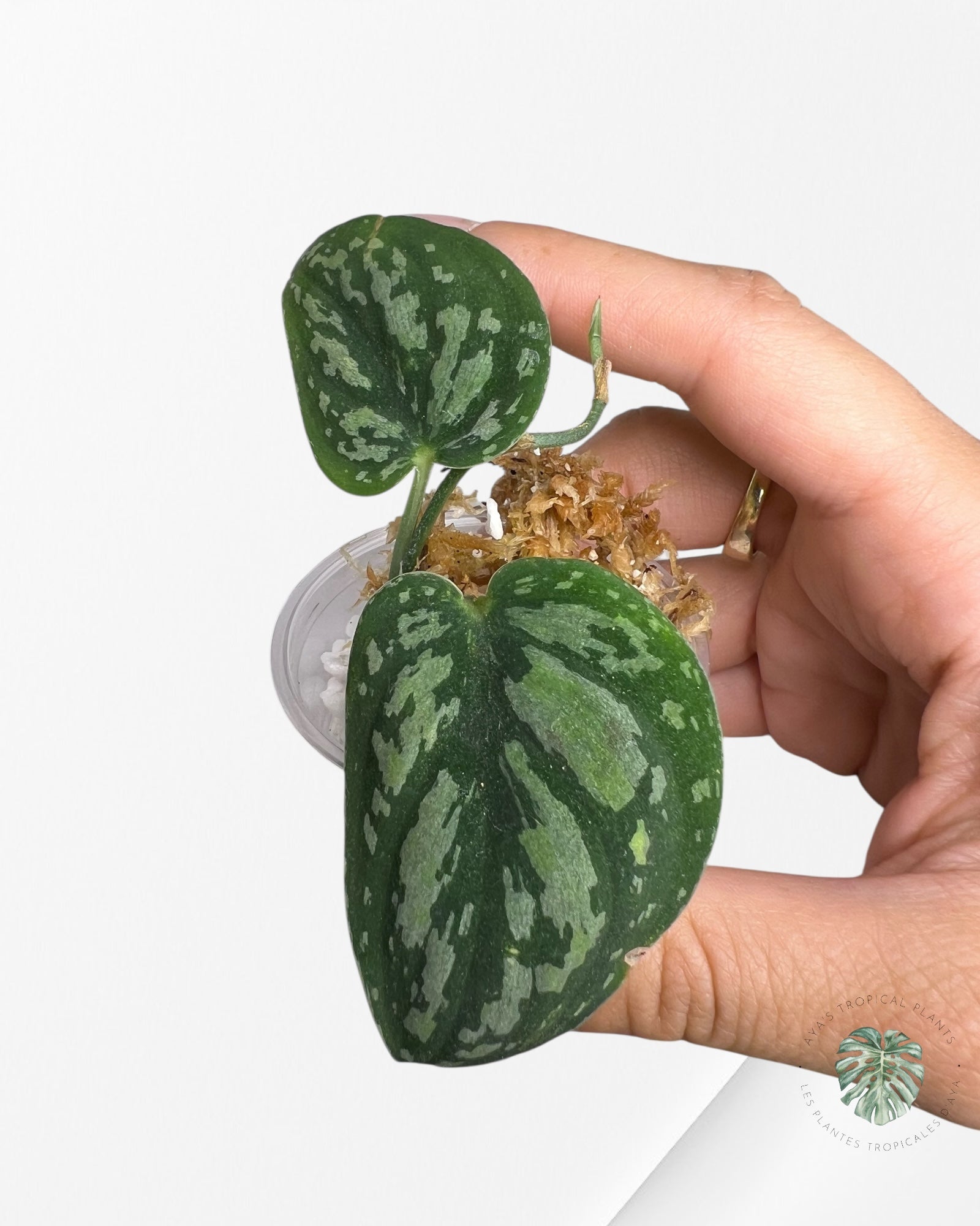 Scindapsus Dark Tricolor - DT1