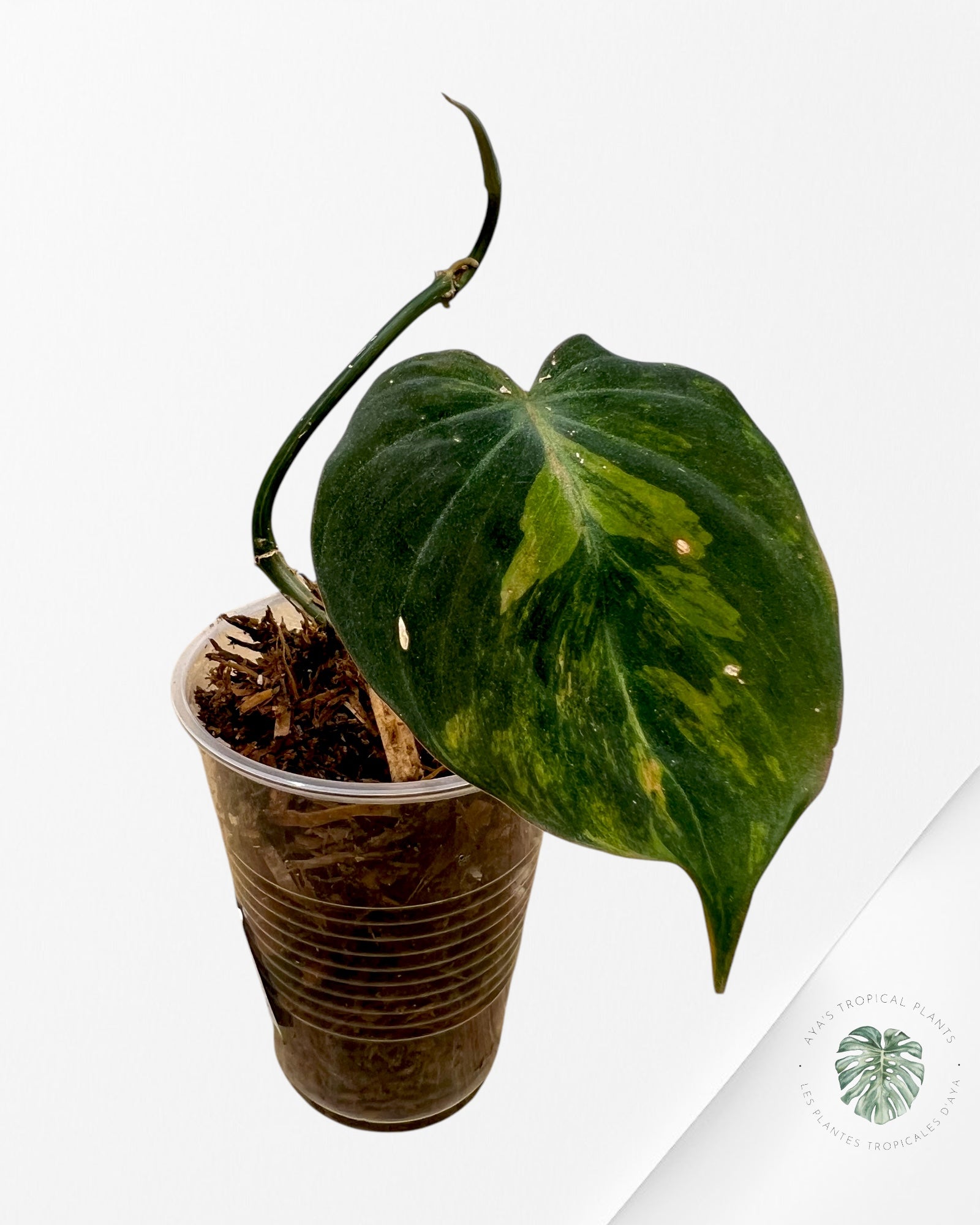 Philodendron Micans Variegated - E