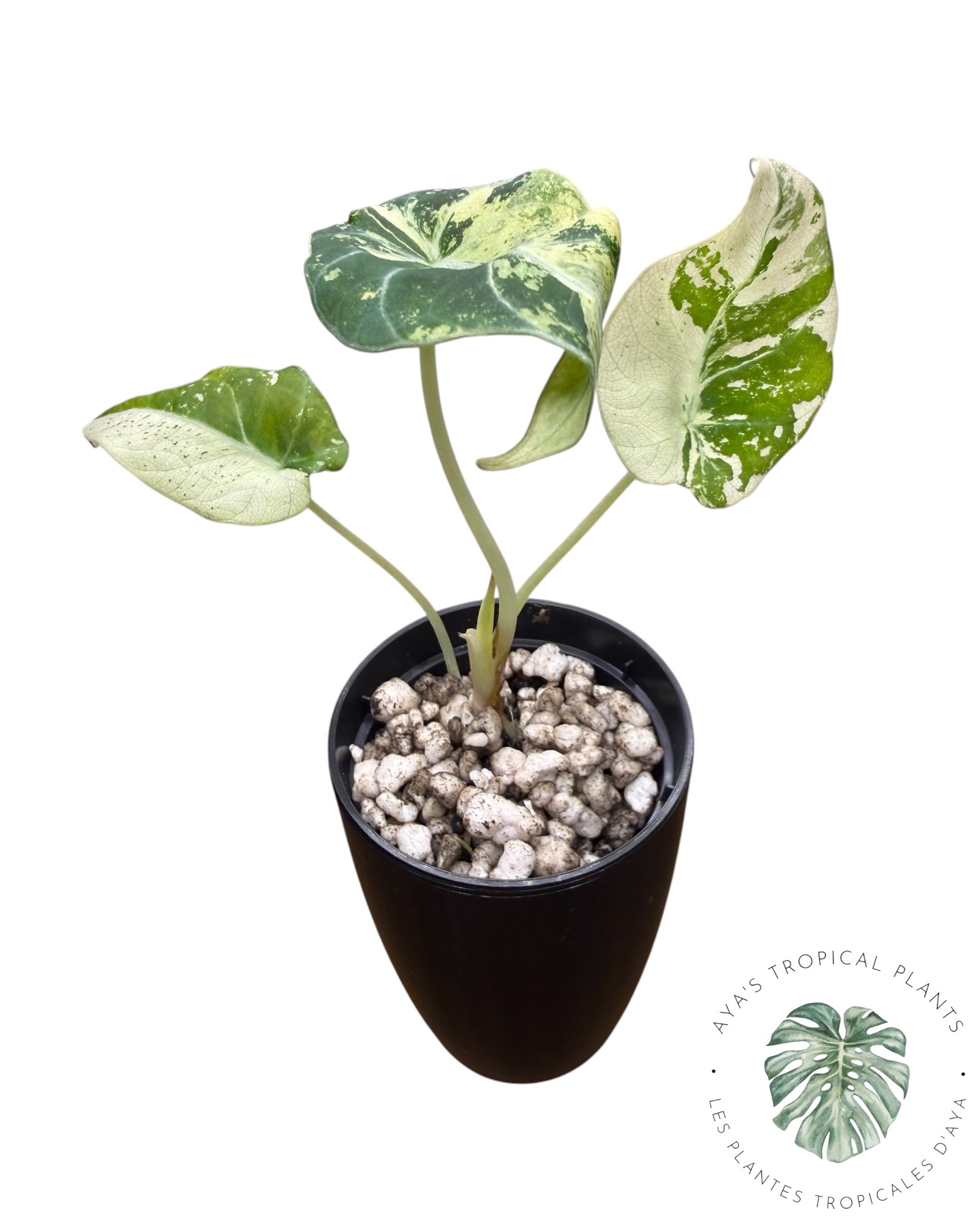 Alocasia Black Velvet Snowflake Variegated