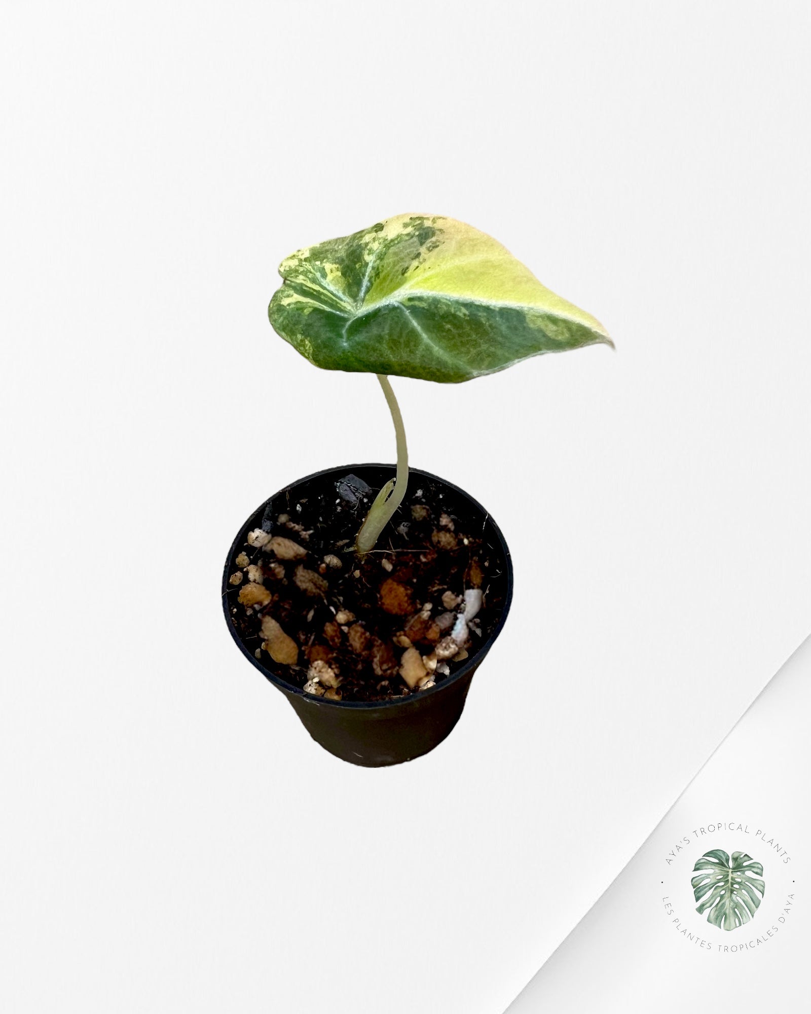 Alocasia Black Velvet Gold Variegata (Aurea) - BVG1