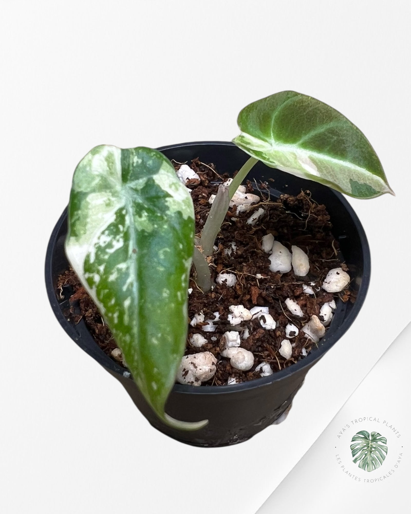 Alocasia Black Velvet Pink Variegated - 500