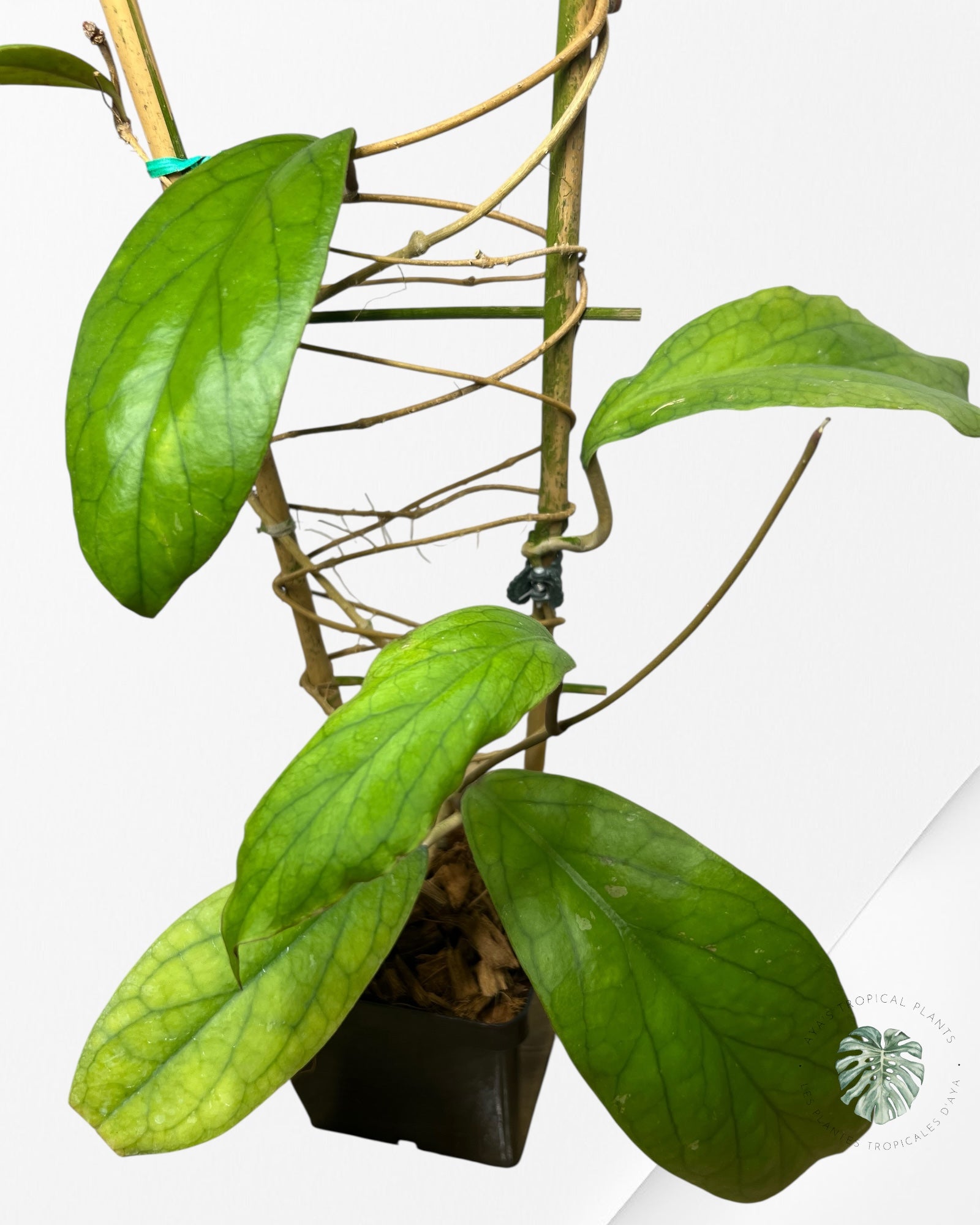 Hoya vitellinoides - F2
