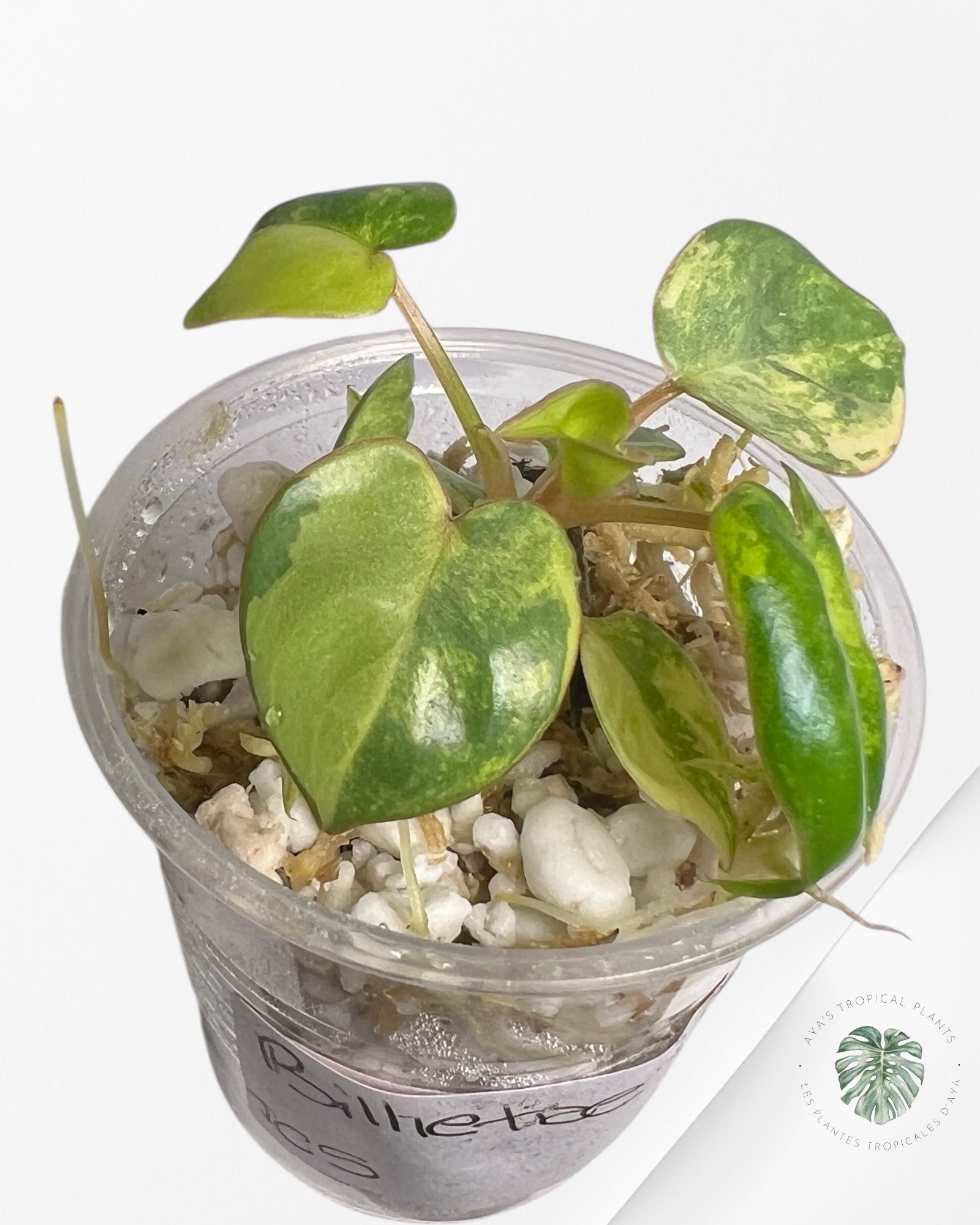 Philodendron Billietiae Variegated - TC5