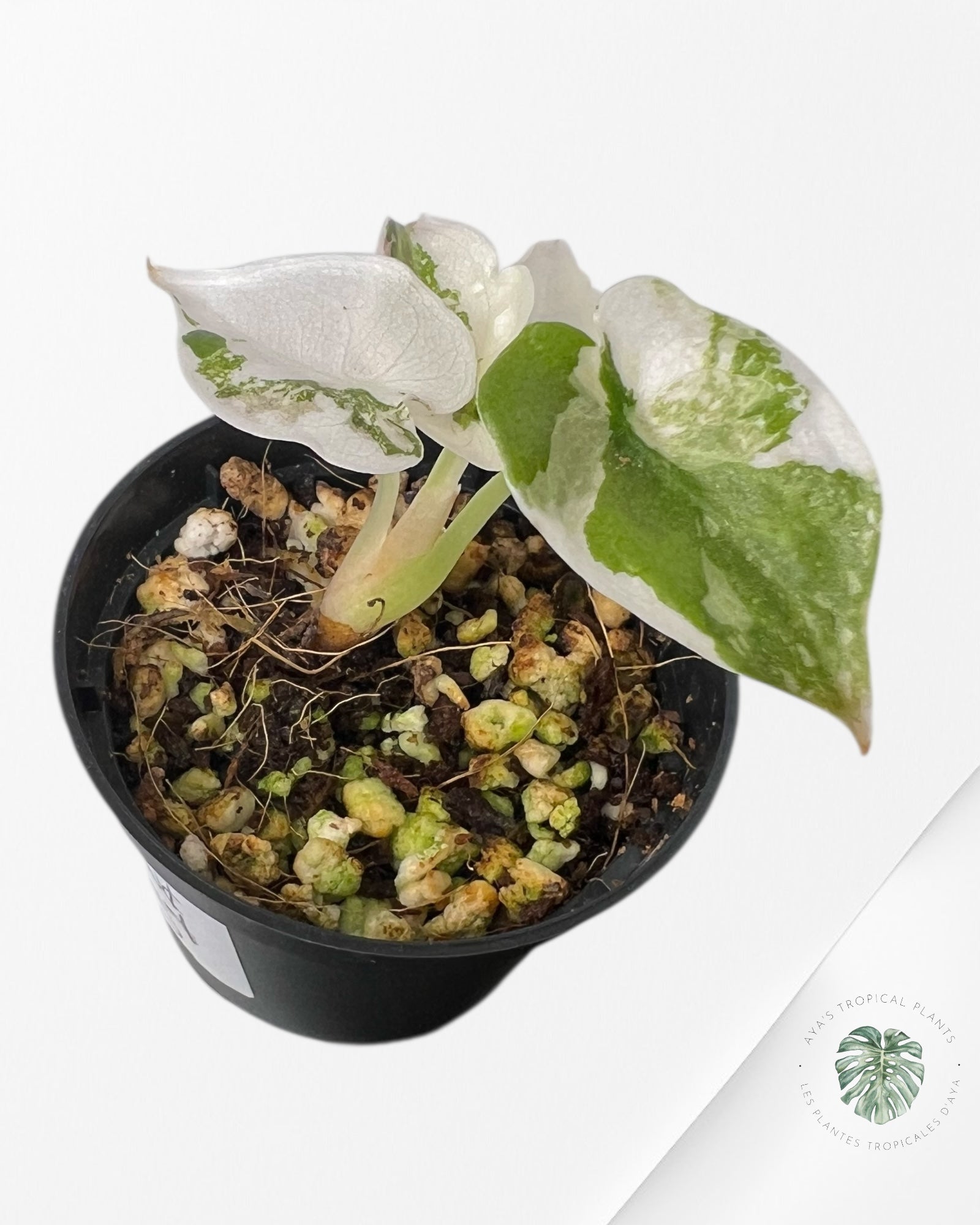 Alocasia Pseudo Sanderiana Albo/Rose - SA