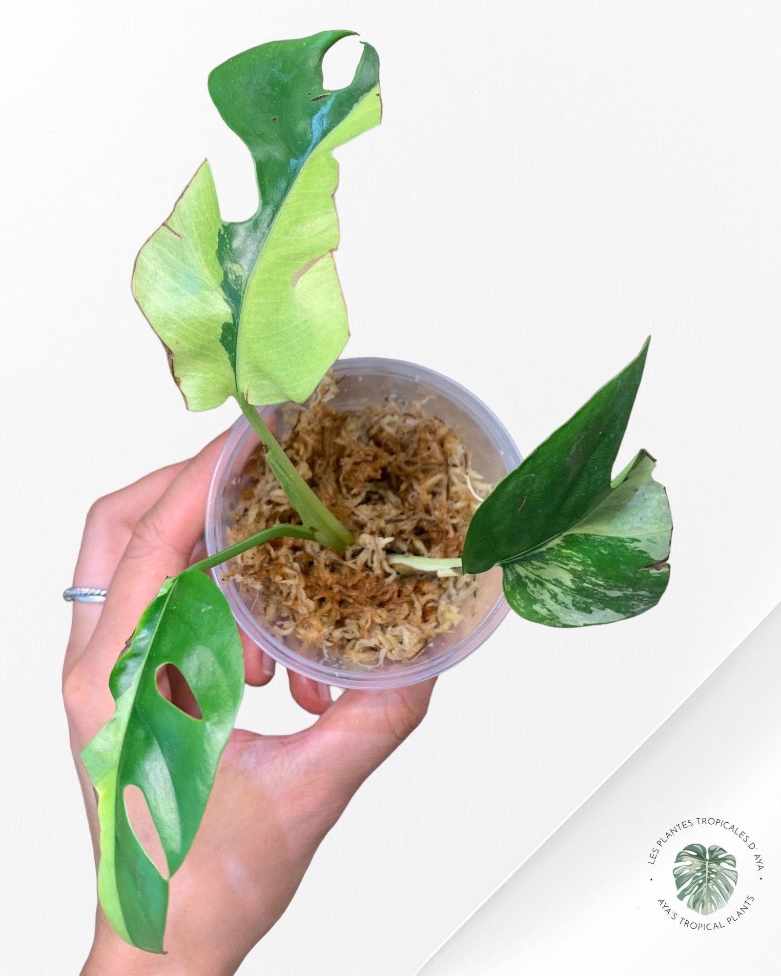 Rhaphidophora Tetrasperma Variagated-2
