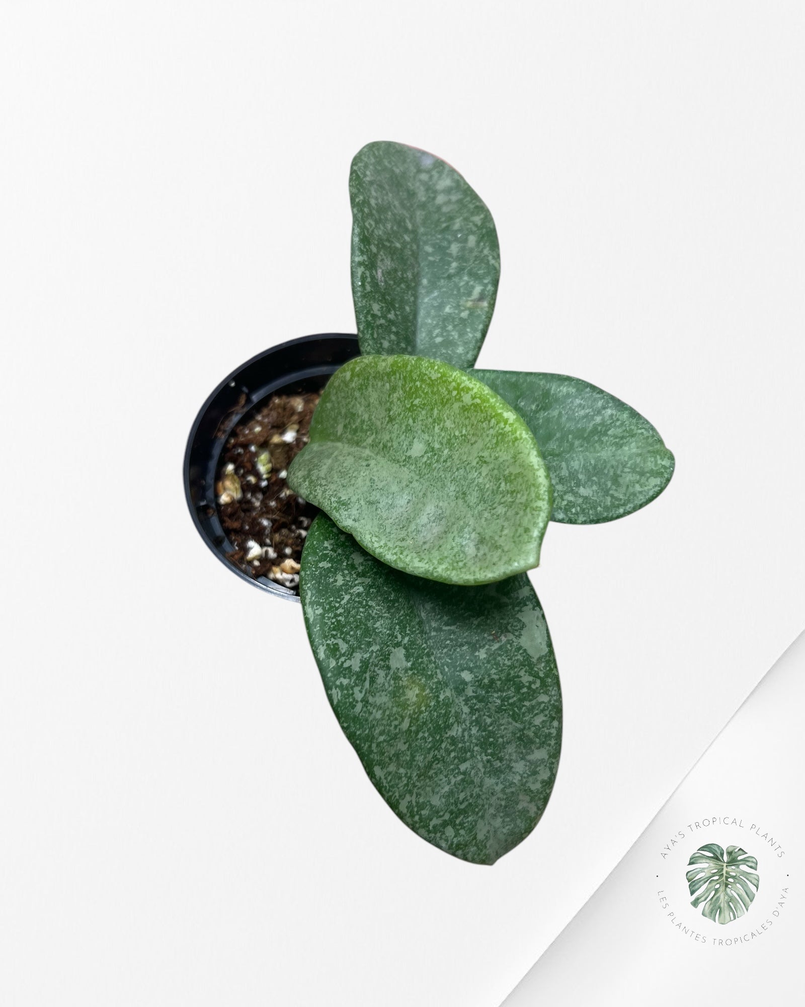 Hoya 'Nova Ghost' - ST5