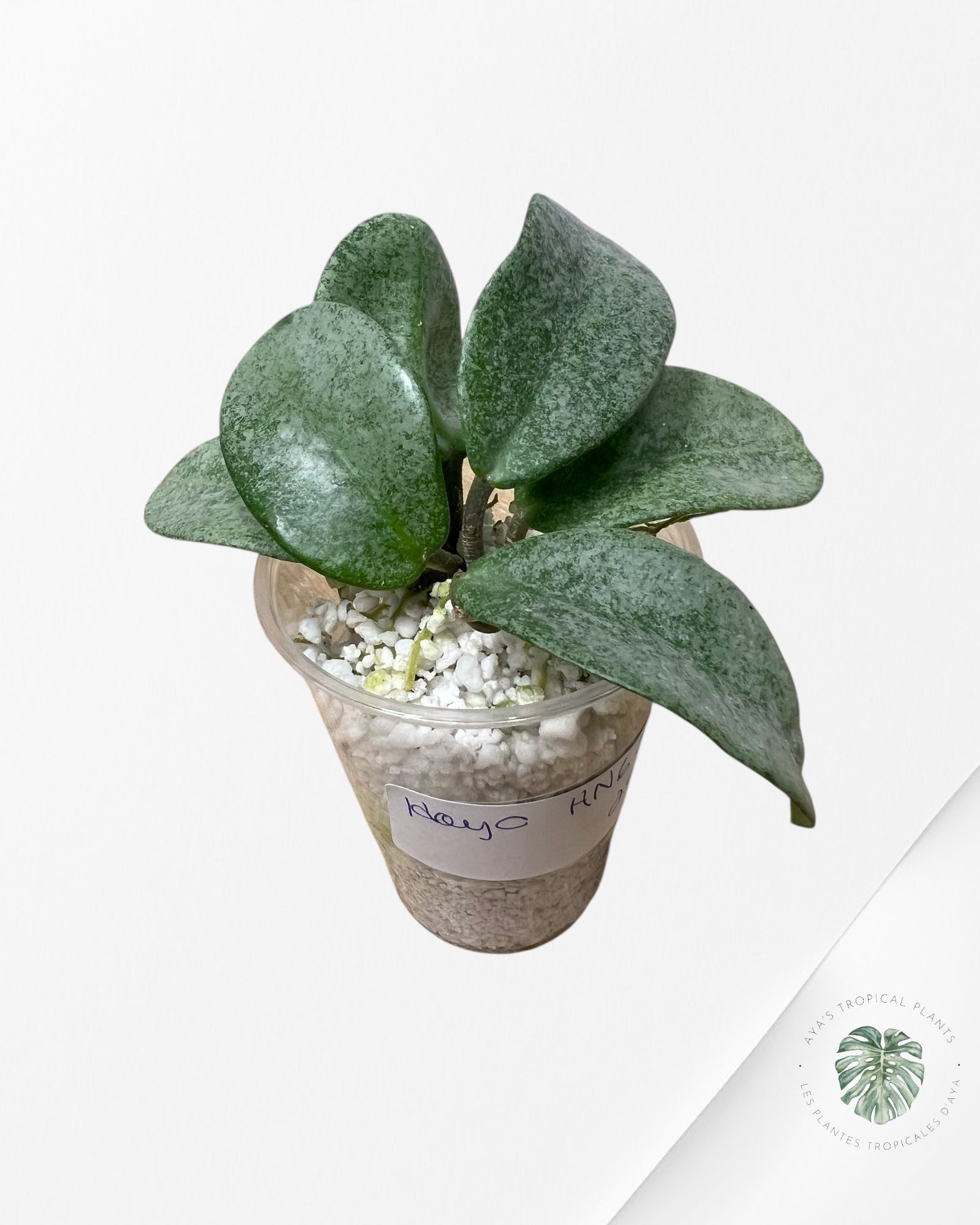 Hoya 'Nova Ghost' - HN63
