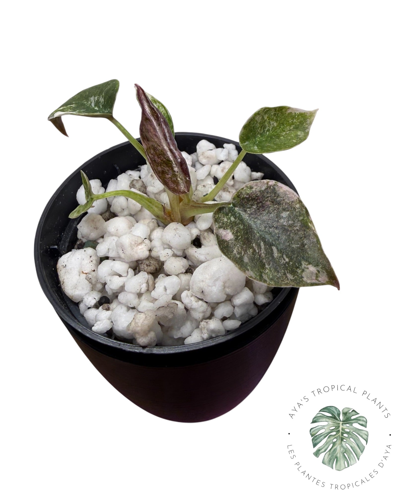 Alocasia Cuprea Pink Albo Variegated