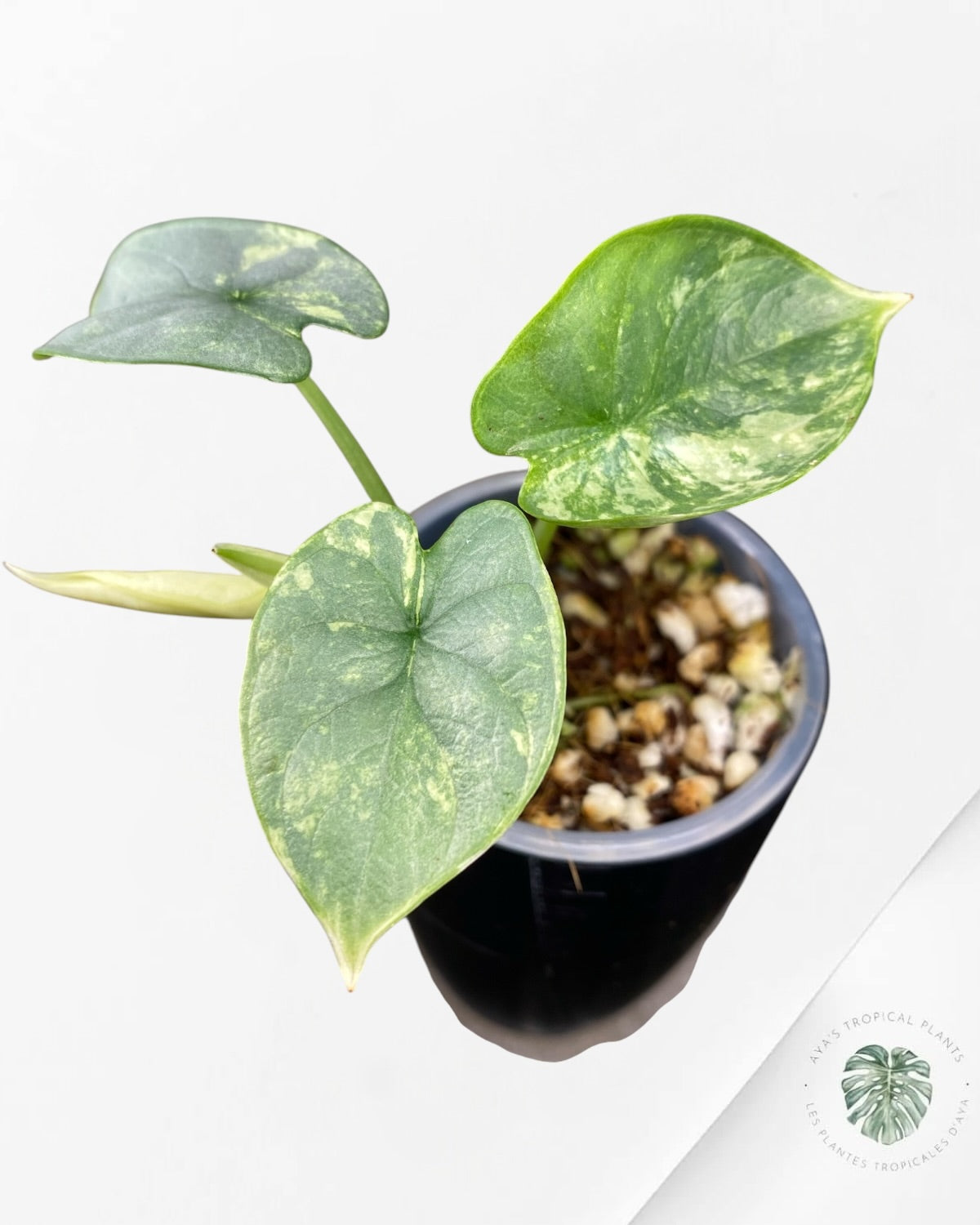 Alocasia Silver Dragon Aurea Variegated