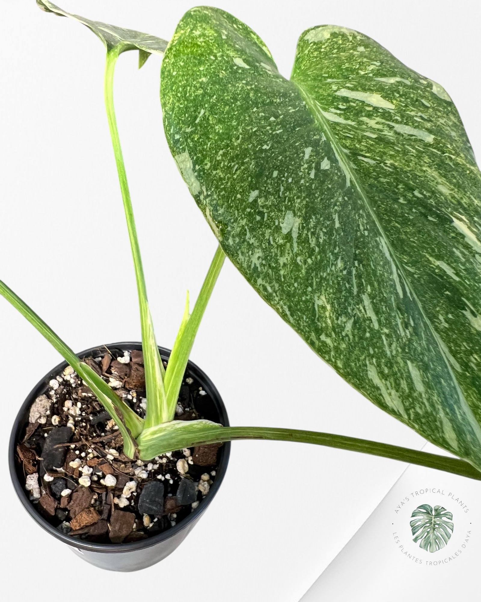 Monstera Legacy - 02
