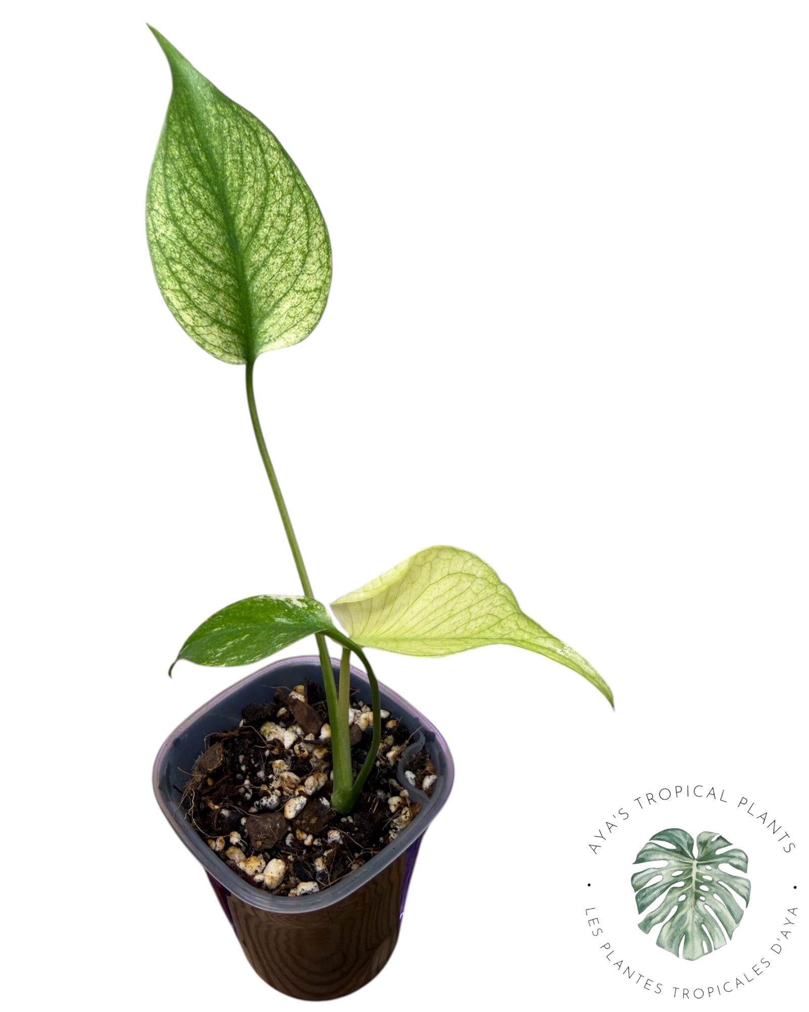 Monstera White Monster