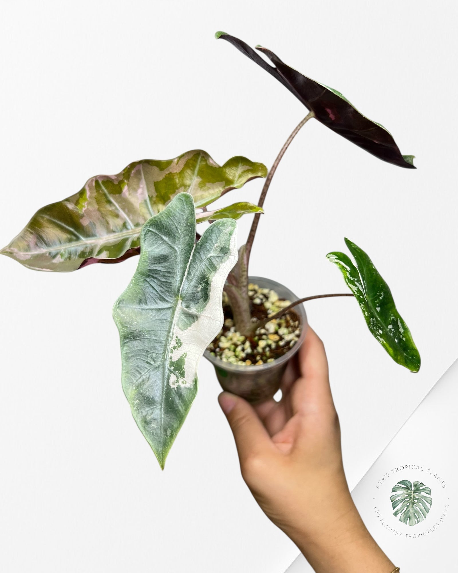 Alocasia Pseudo Sanderiana Albo/Rose - 267