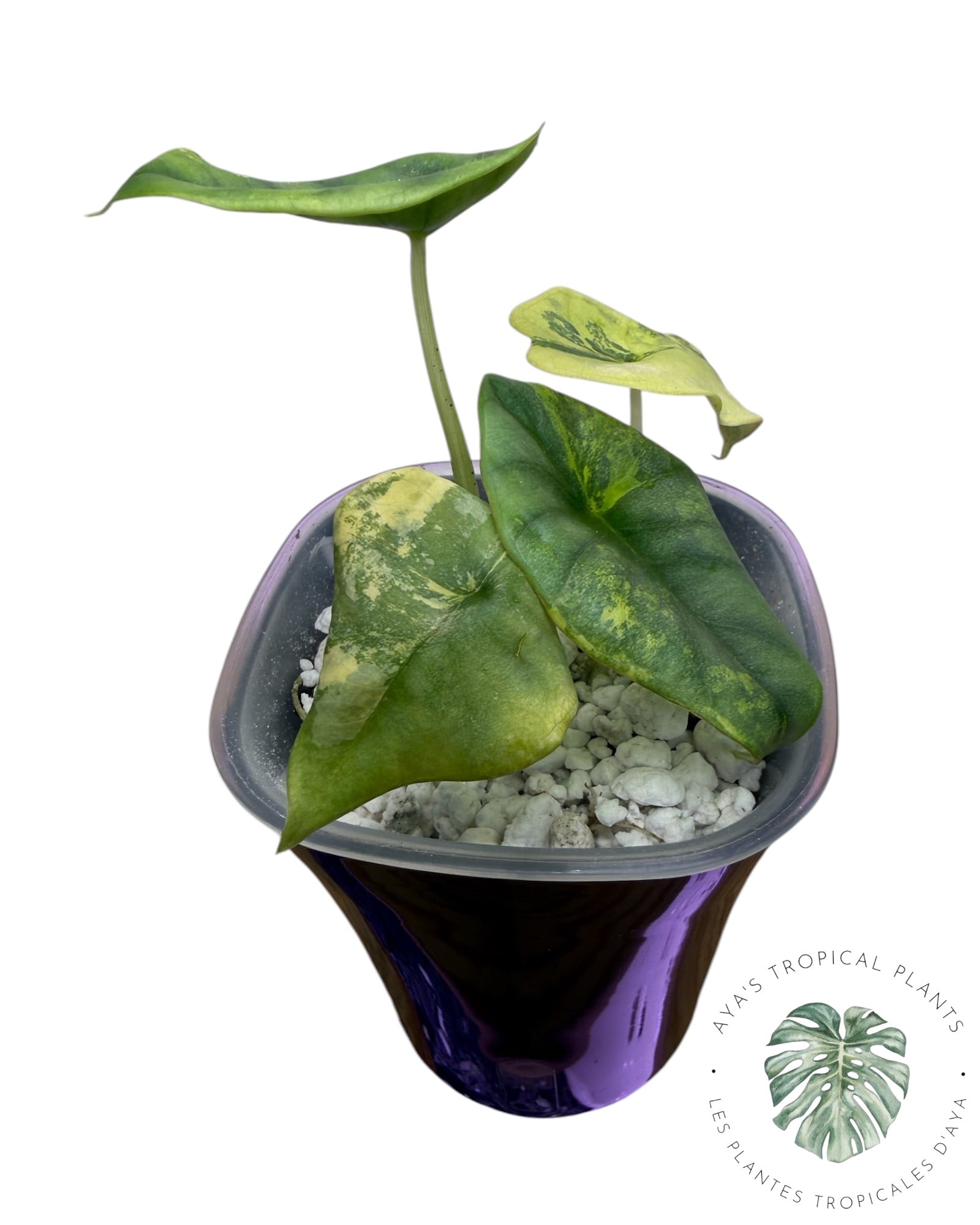 Alocasia Nebula Aurea Variegated