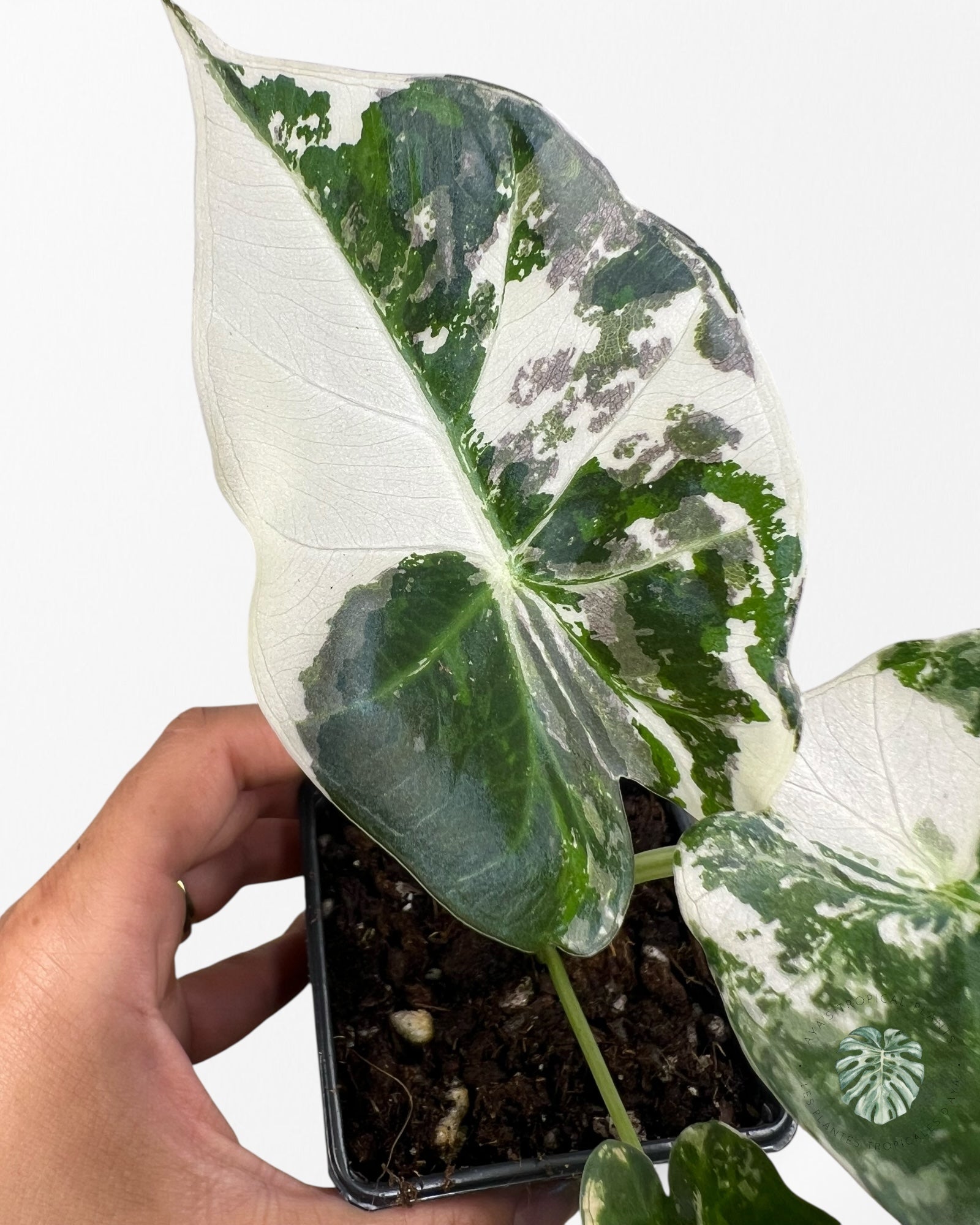 Alocasia 'Regale Shield' (albo) panaché