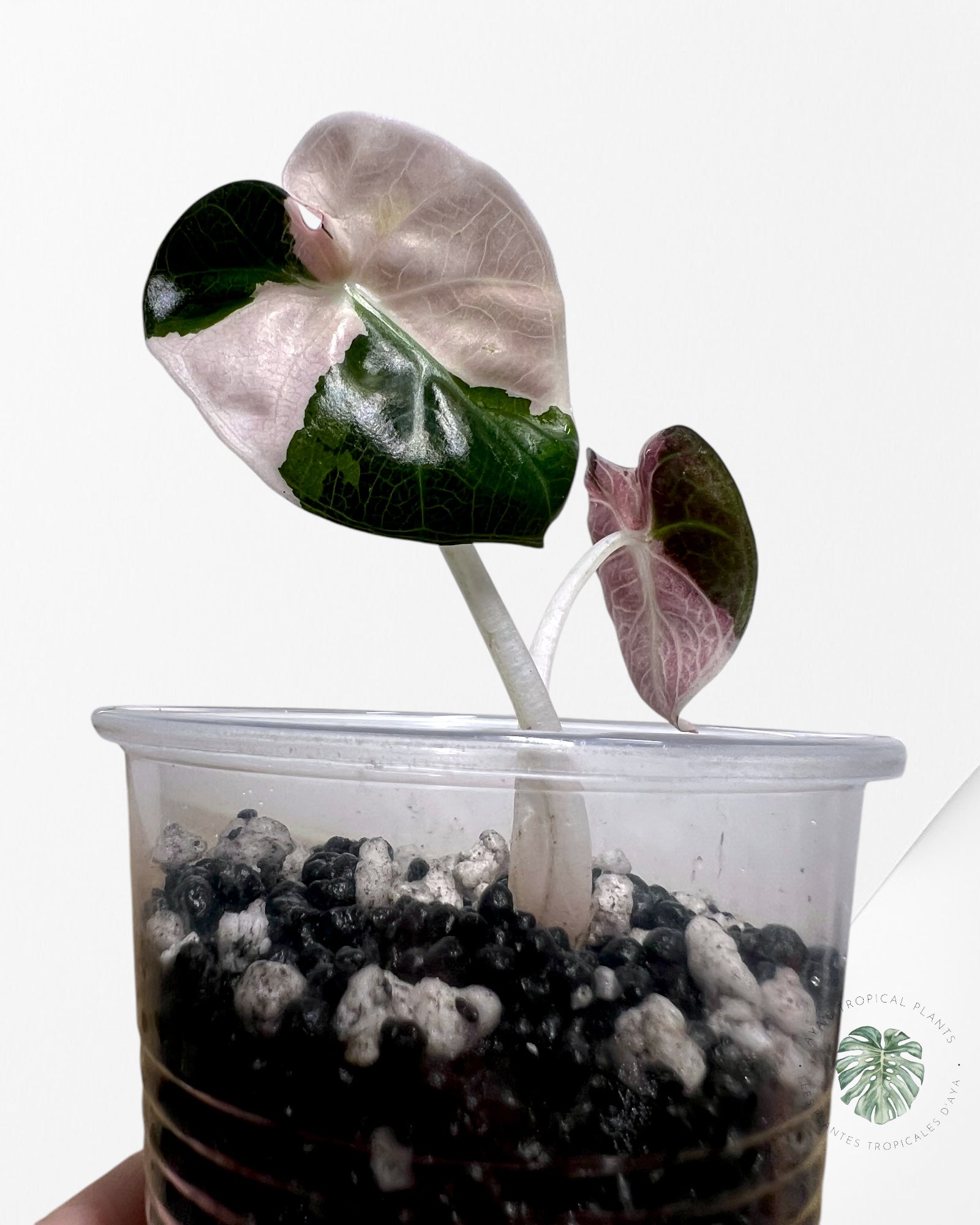 Alocasia Heart Balloon Pink Variegated - ST2