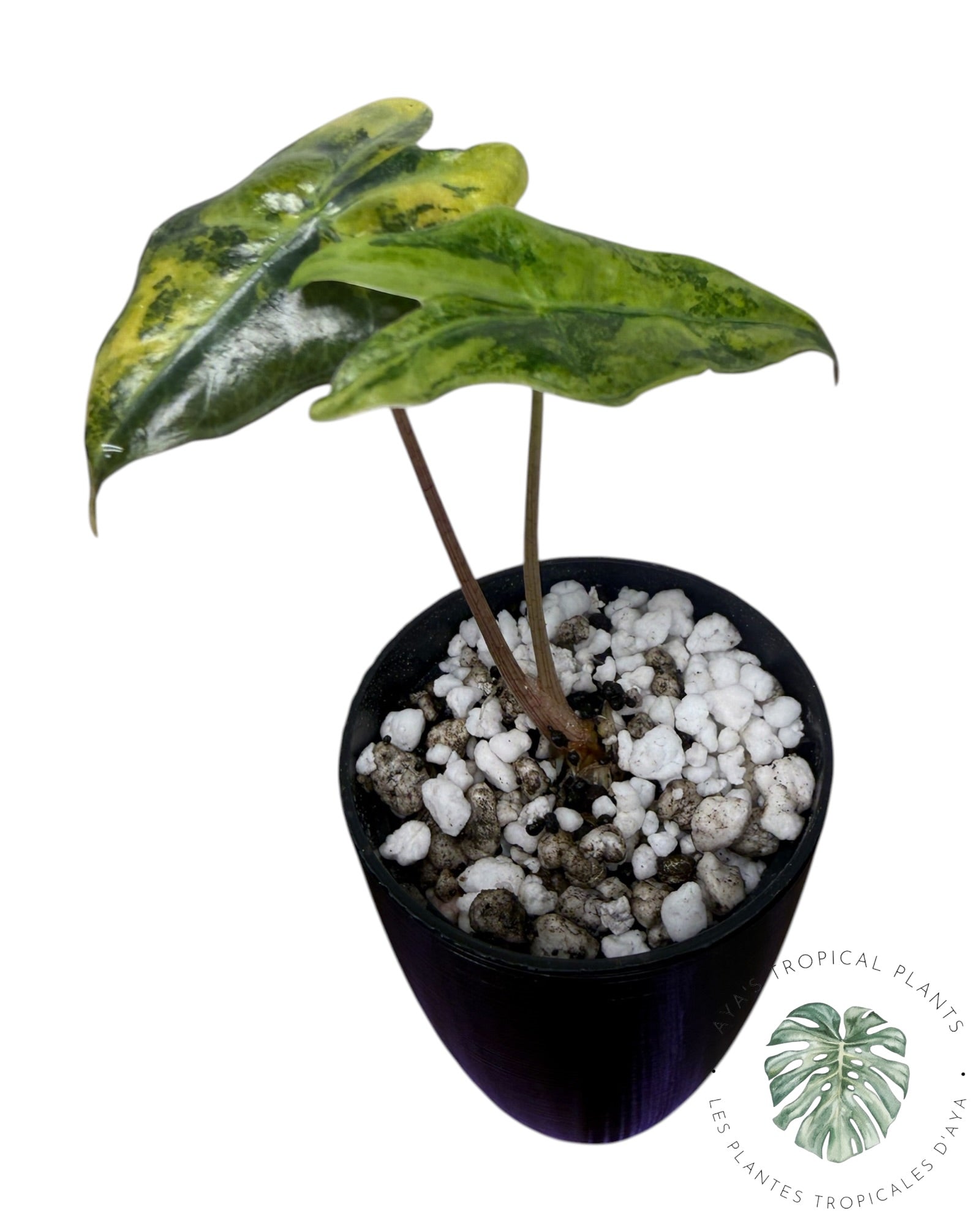 Alocasia Nobilis Aurea Variegated
