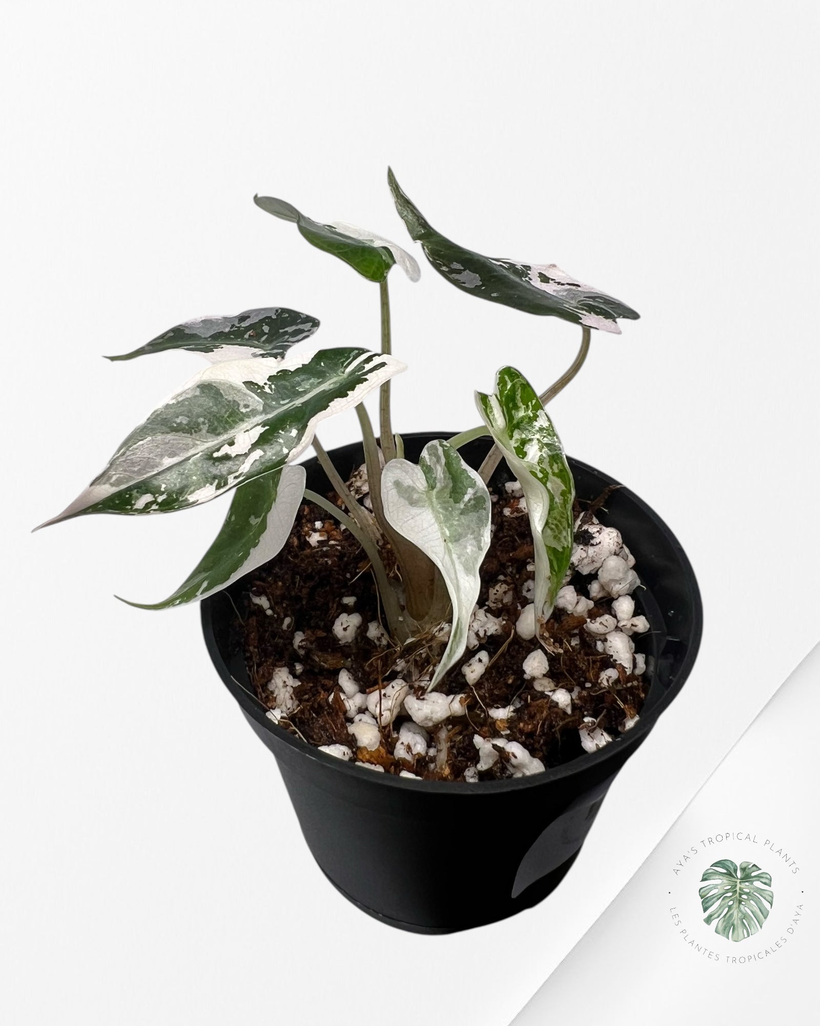 Alocasia Bambino Variegated (pink) - B